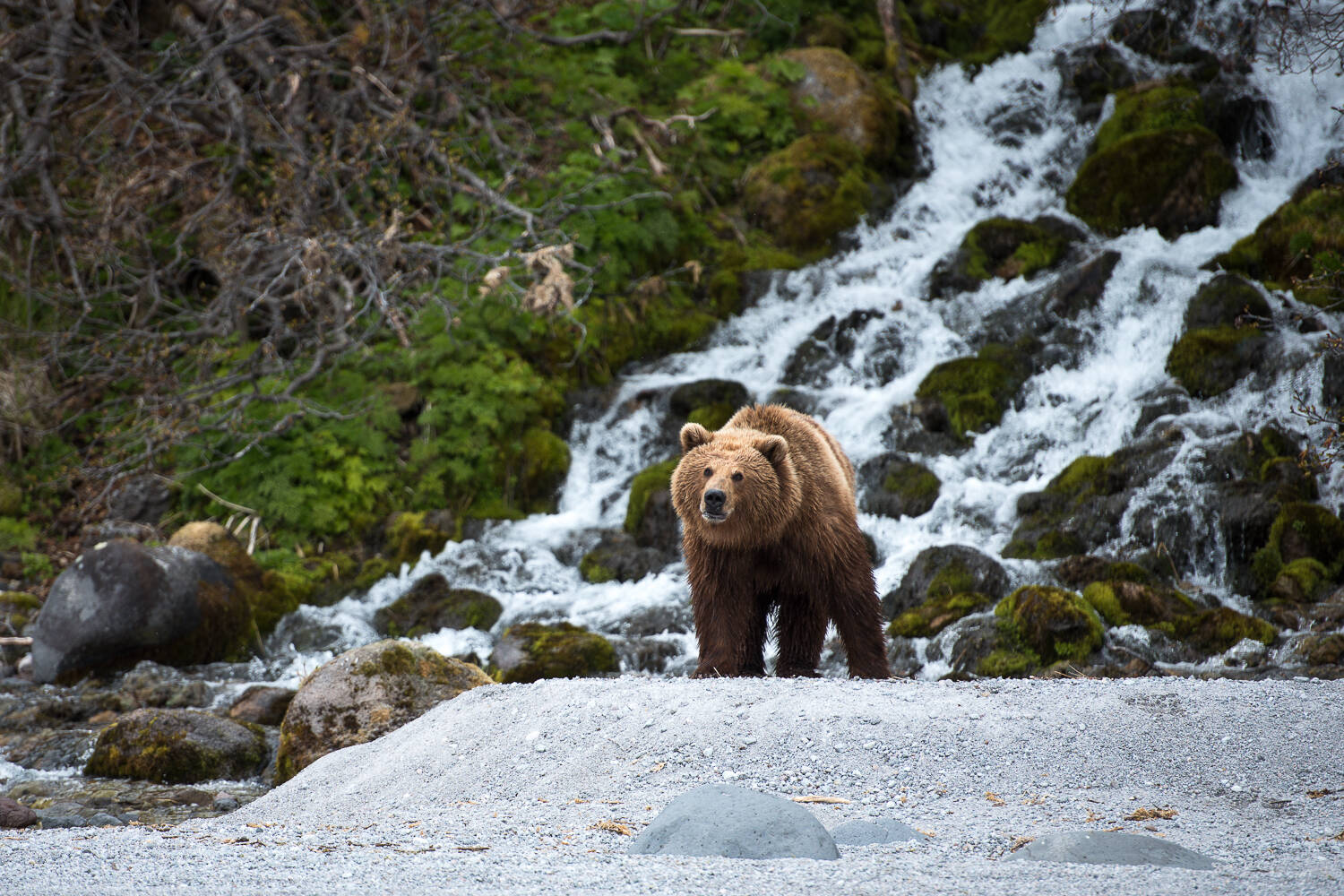 That case when work is life!... - The Bears, Brown bears, Wild animals, Kamchatka, Kuril lake, Reserves and sanctuaries, Vocation, Работа мечты, Longpost