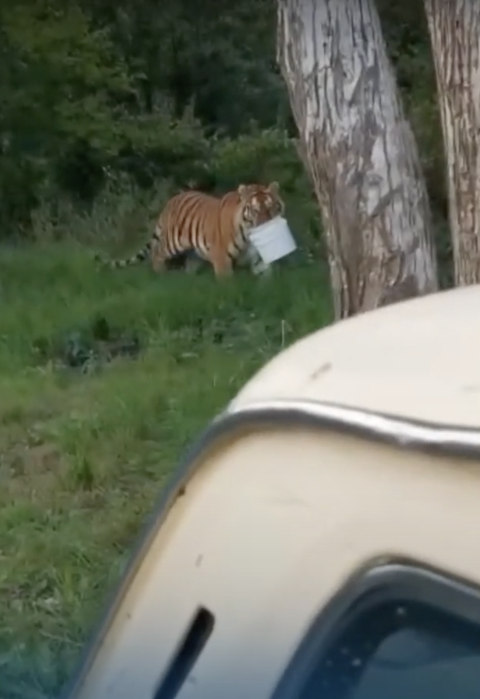 An unusual guest on a fishing trip (video) - My, Fishing, Animals, Tiger, Video, Longpost