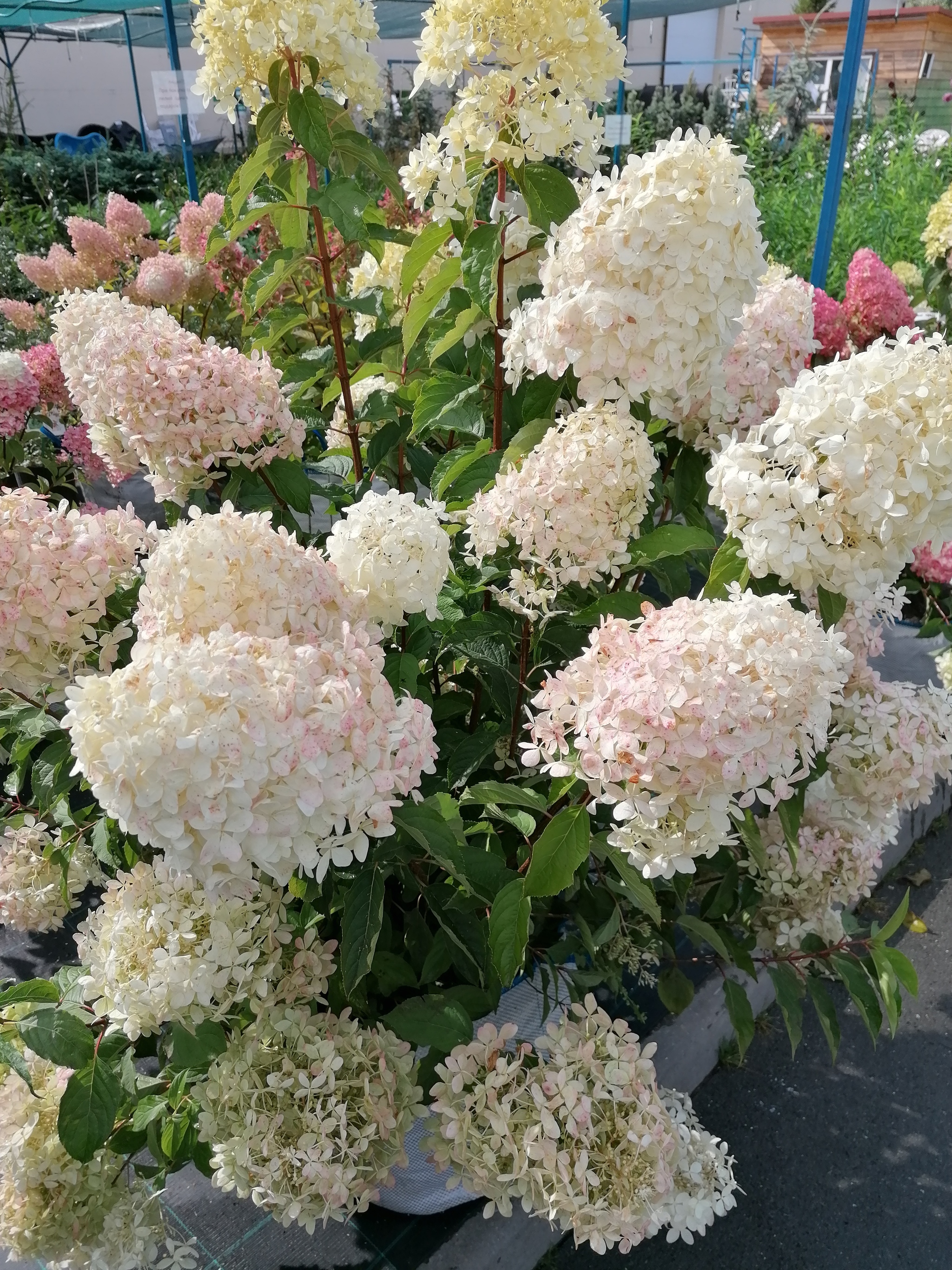 Hortense, Queen of Indian Summer - My, The photo, Bush, Flowers, Longpost