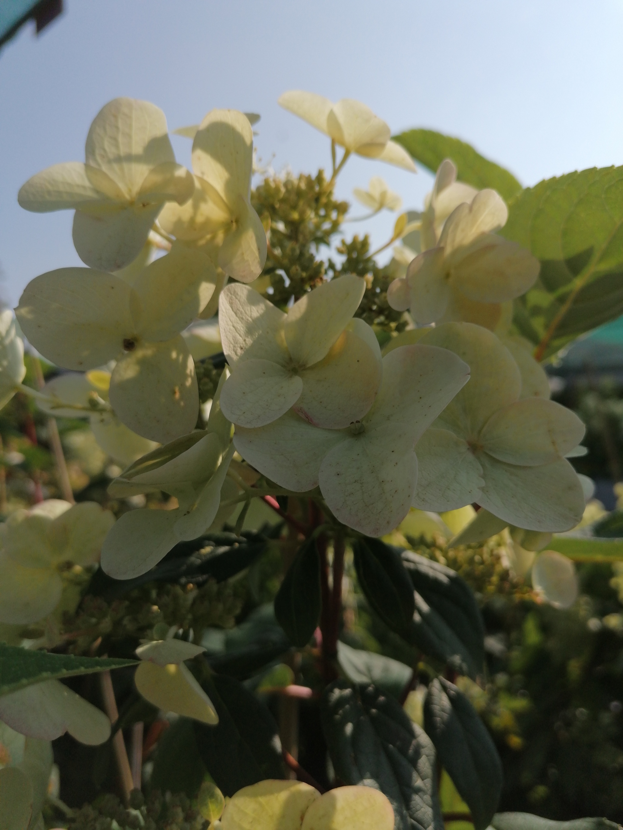 Hortense, Queen of Indian Summer - My, The photo, Bush, Flowers, Longpost