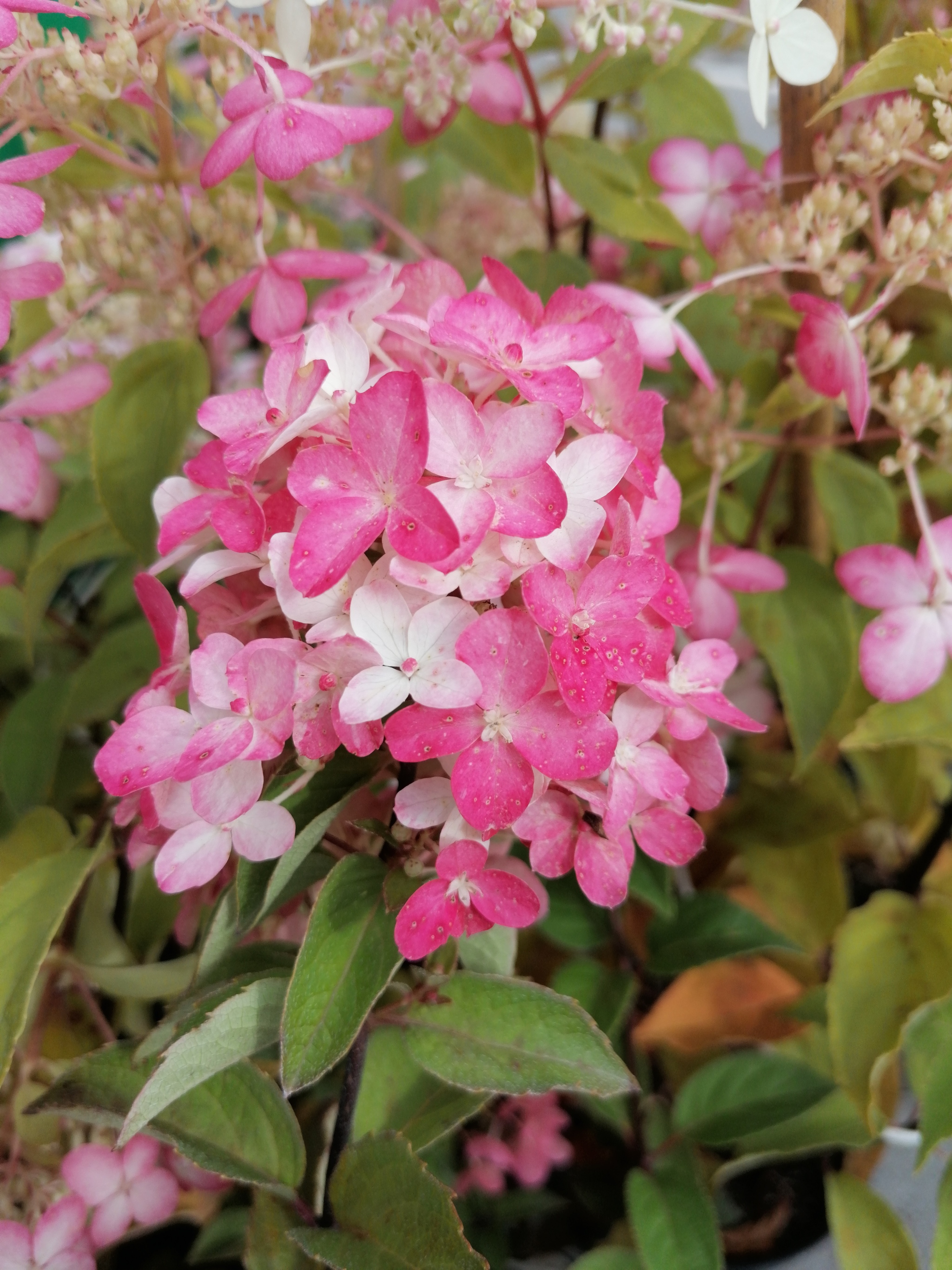 Hortense, Queen of Indian Summer - My, The photo, Bush, Flowers, Longpost