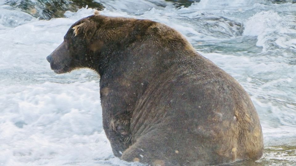 На Аляске каждый год определяют самого толстого медведя. Фаворит отъелся так, что с трудом передвигается) - Медведи, Гризли, Аляска, Национальный парк, И конкурсы интересные, Полнота, The National Geographic