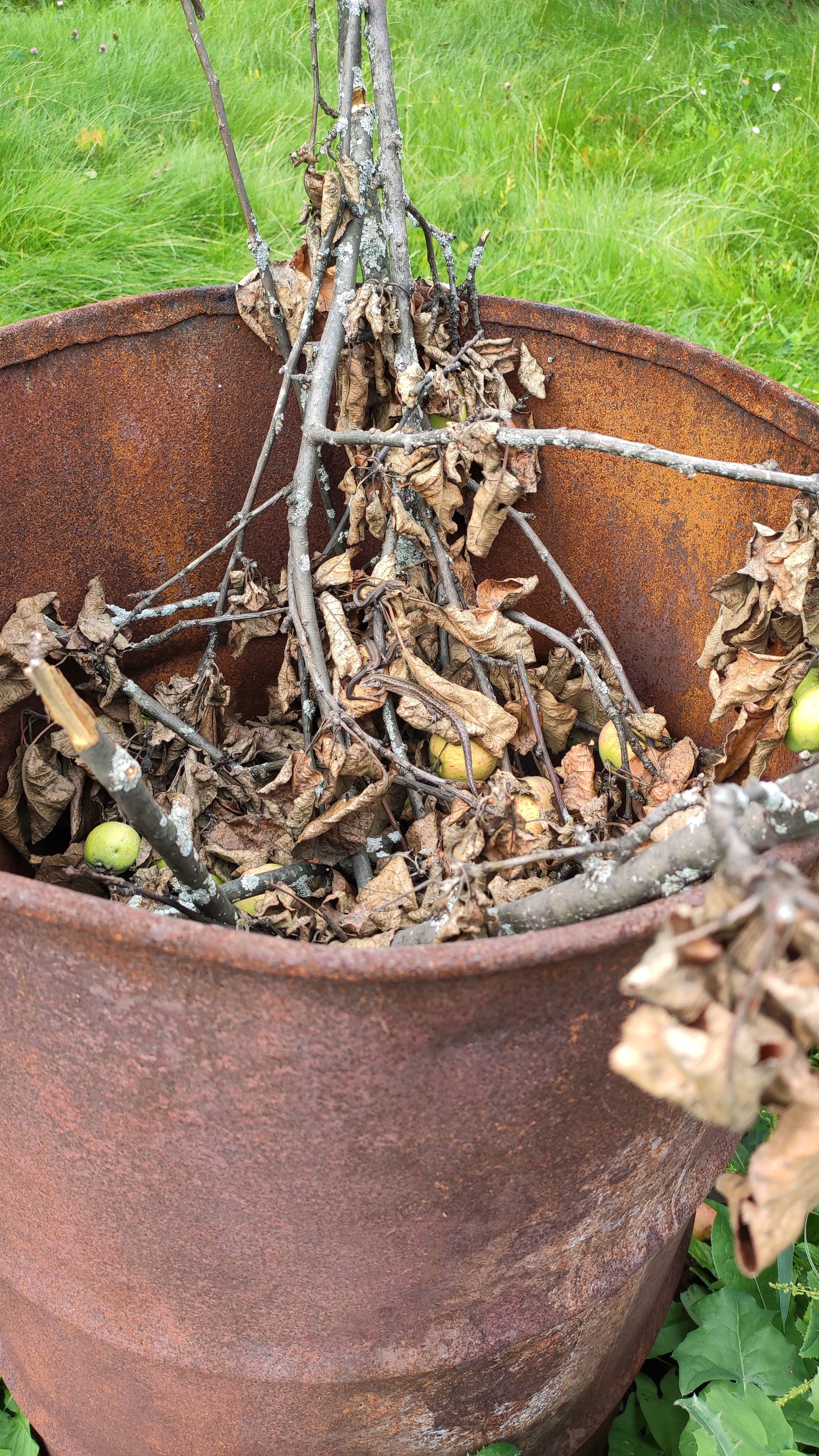 Mother lizard and babies - My, Lizard, Find