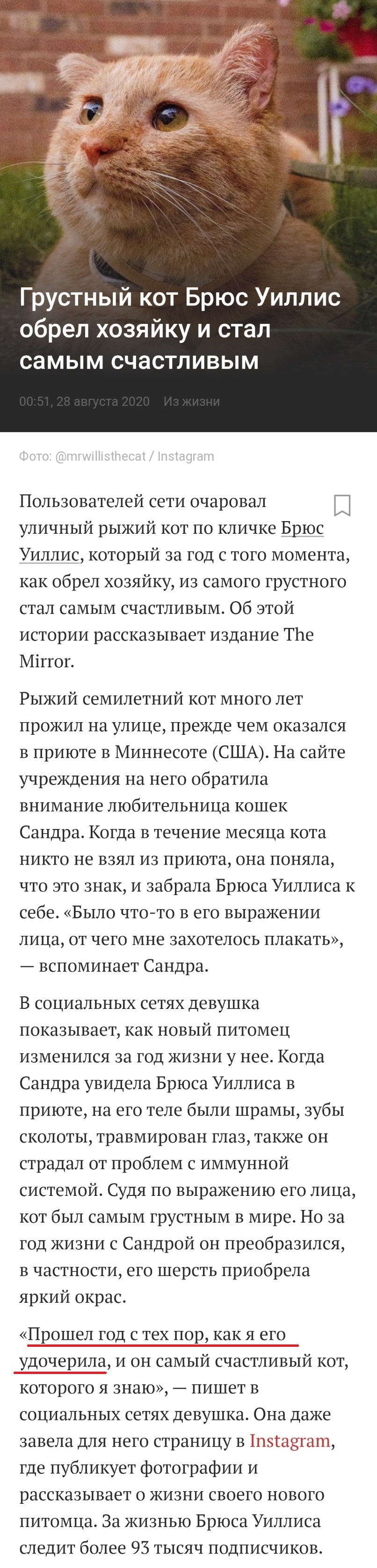 Правильно ли я понял? - Кот, Брюс Уиллис, Грусть, Lenta ru, Выражение лица, Длиннопост, Милота, Видео, США, Миннесота