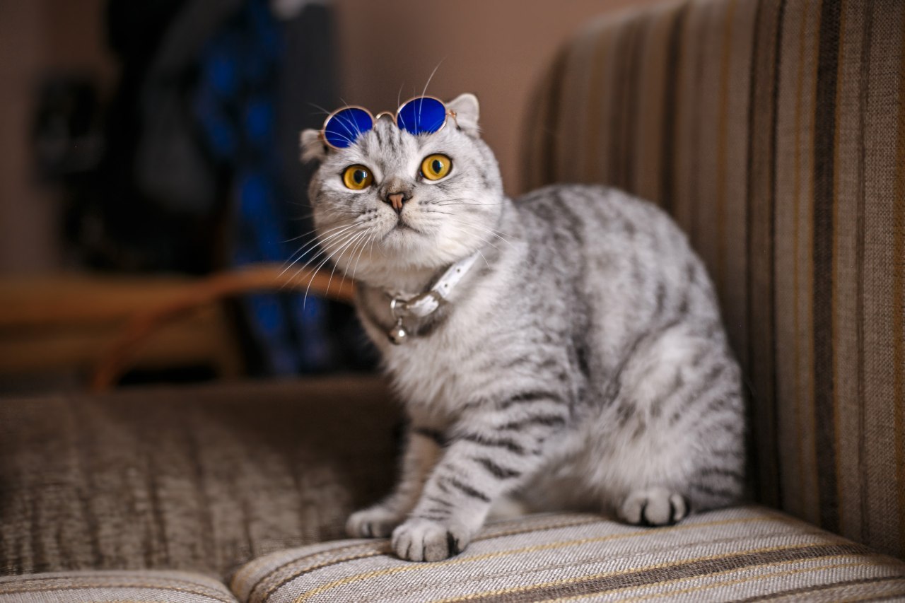 We bought glasses for the cat :) - My, The photo, cat, Friend, Family member, Canon 6d, Glasses, Scottish lop-eared, Longpost