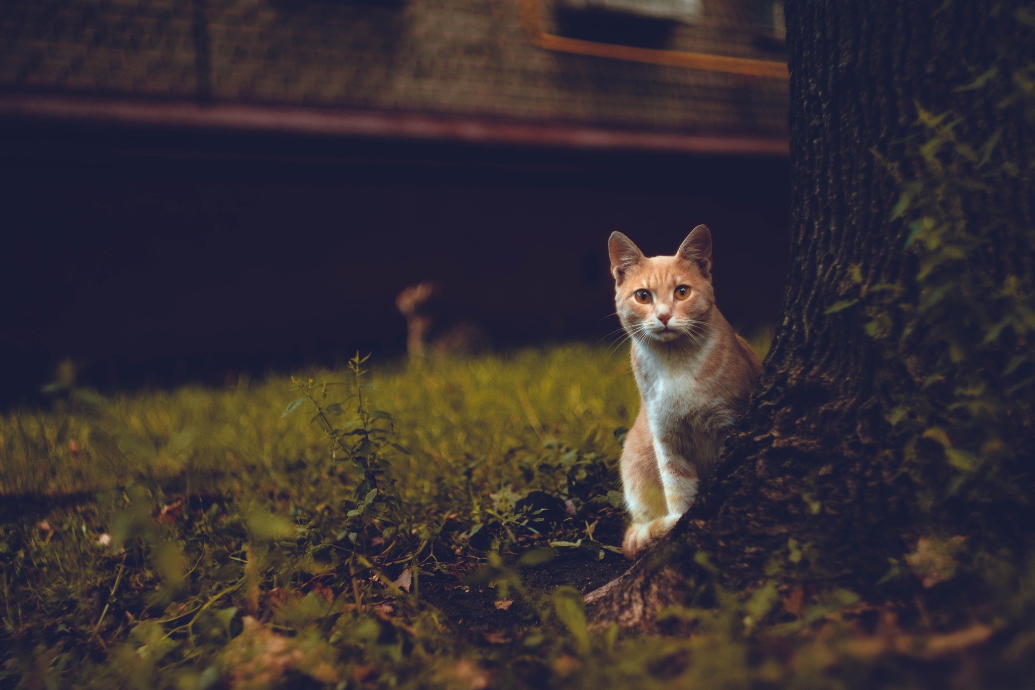 City dwellers - My, Animals, The photo, Moscow, Fujifilm, Longpost