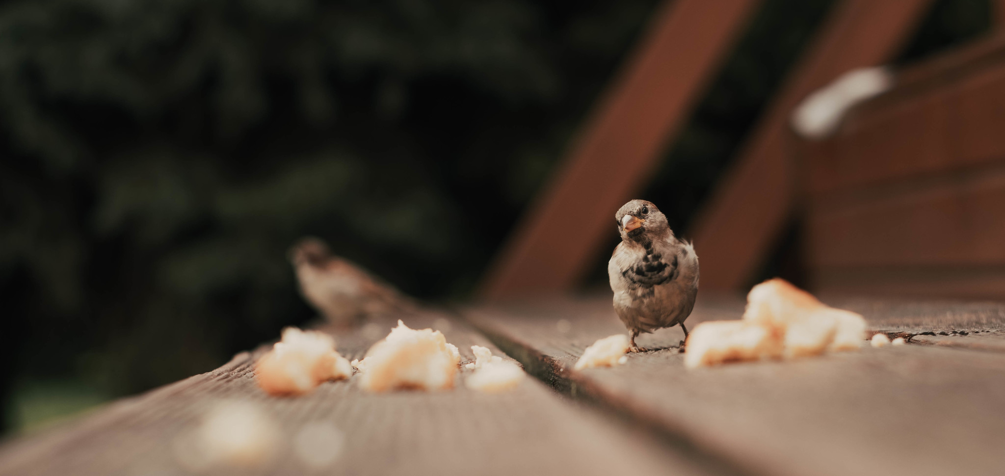 City dwellers - My, Animals, The photo, Moscow, Fujifilm, Longpost