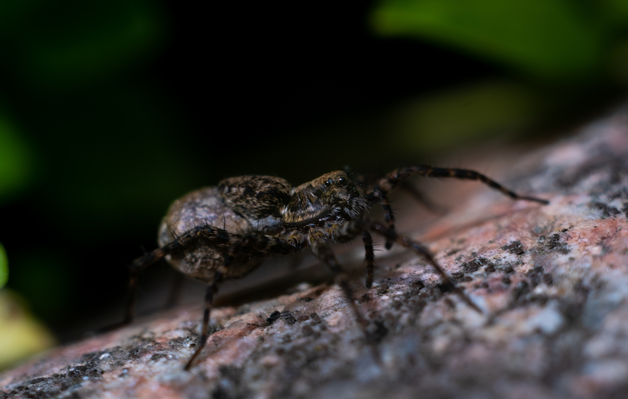 Insects in macro photography - My, The photo, Forest, Macro photography, Longpost, Insects