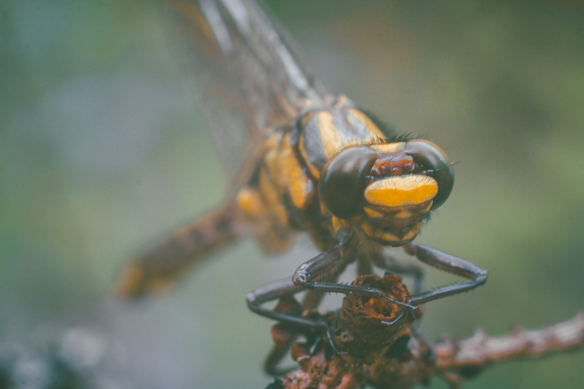 Insects in macro photography - My, The photo, Forest, Macro photography, Longpost, Insects