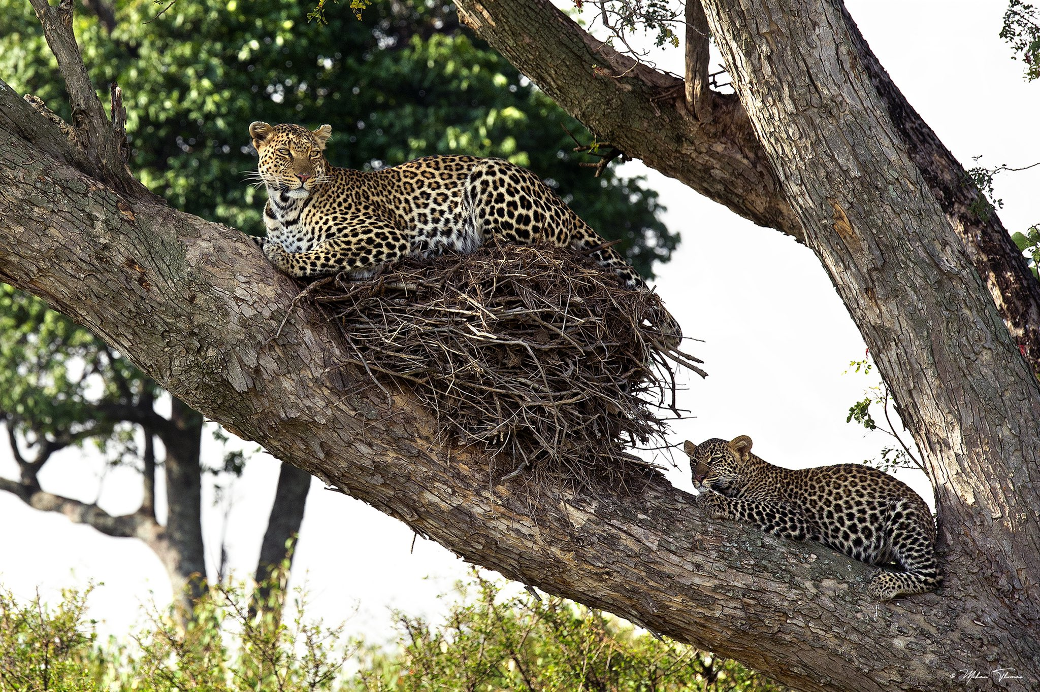 A big cat has taken over a big bird's nest - Leopard, Big cats, Nest, Wild animals, Masai Mara, The photo, Africa