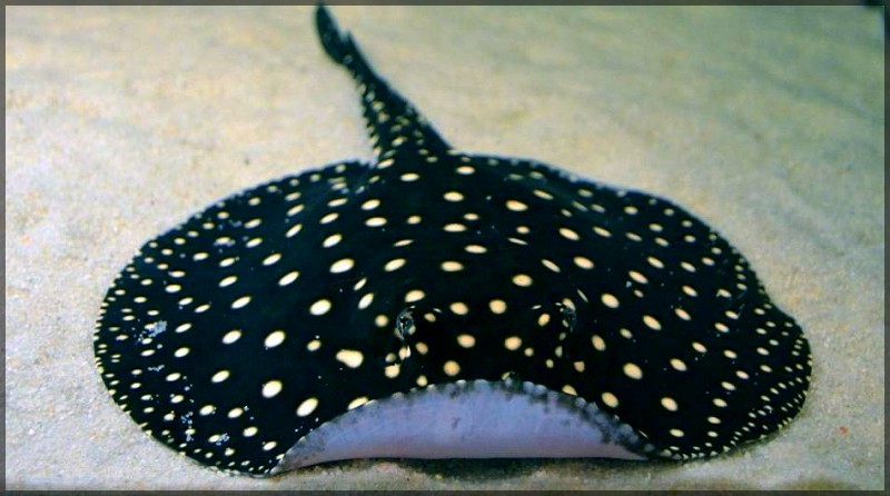 Detailed details about stingrays: teeth, skeleton, poison, reproduction - My, Penza Oceanarium, Penza, A fish, Stingray, Facts, Animals, Oceanarium, Longpost, Stingray