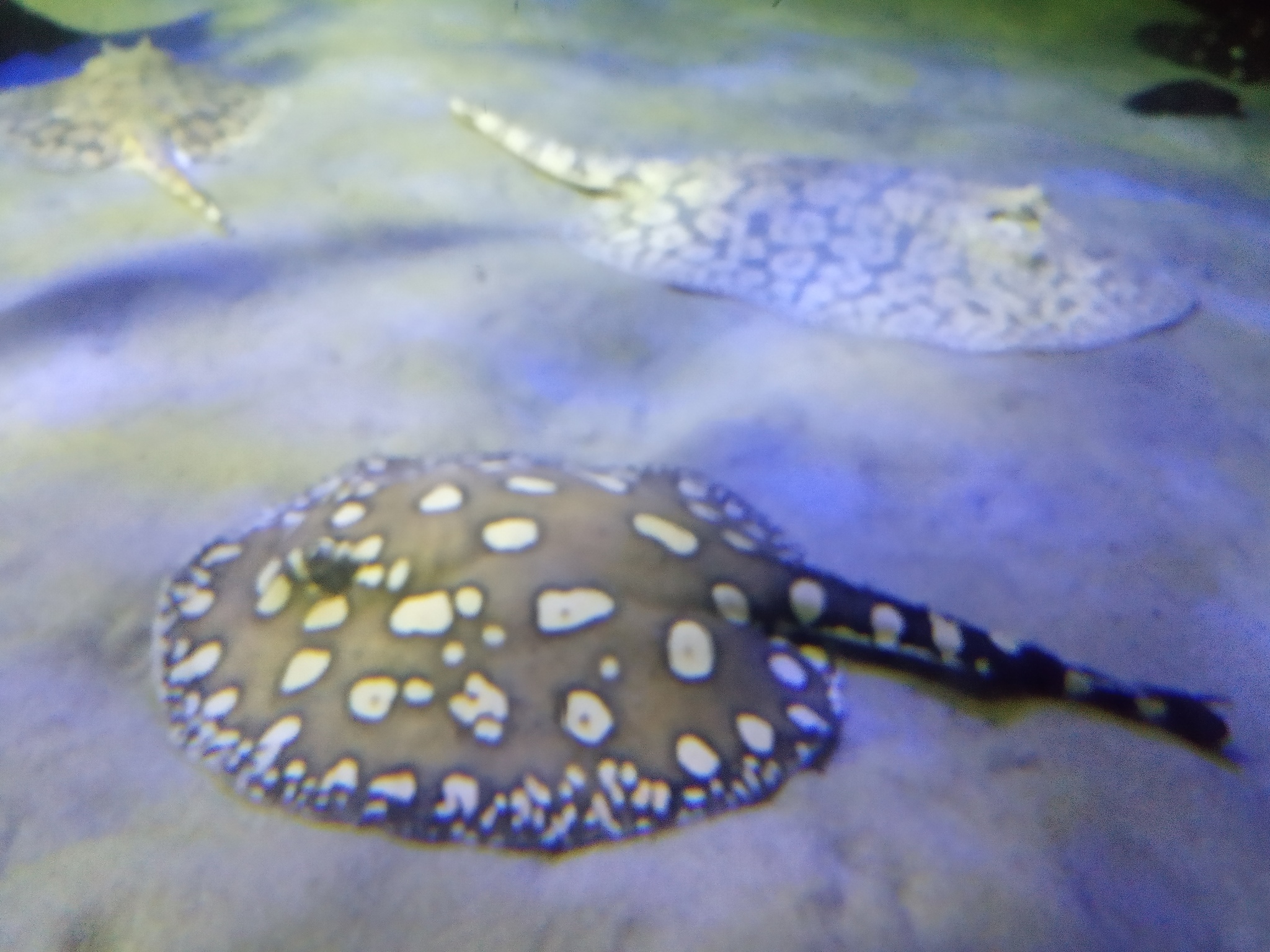 Detailed details about stingrays: teeth, skeleton, poison, reproduction - My, Penza Oceanarium, Penza, A fish, Stingray, Facts, Animals, Oceanarium, Longpost, Stingray