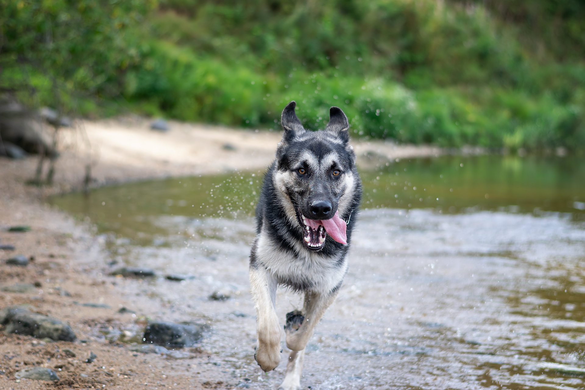 Typhoon on the Volga :) - My, East European Shepherd, Dog, Nikon d5300, Walk, PHOTOSESSION, Longpost