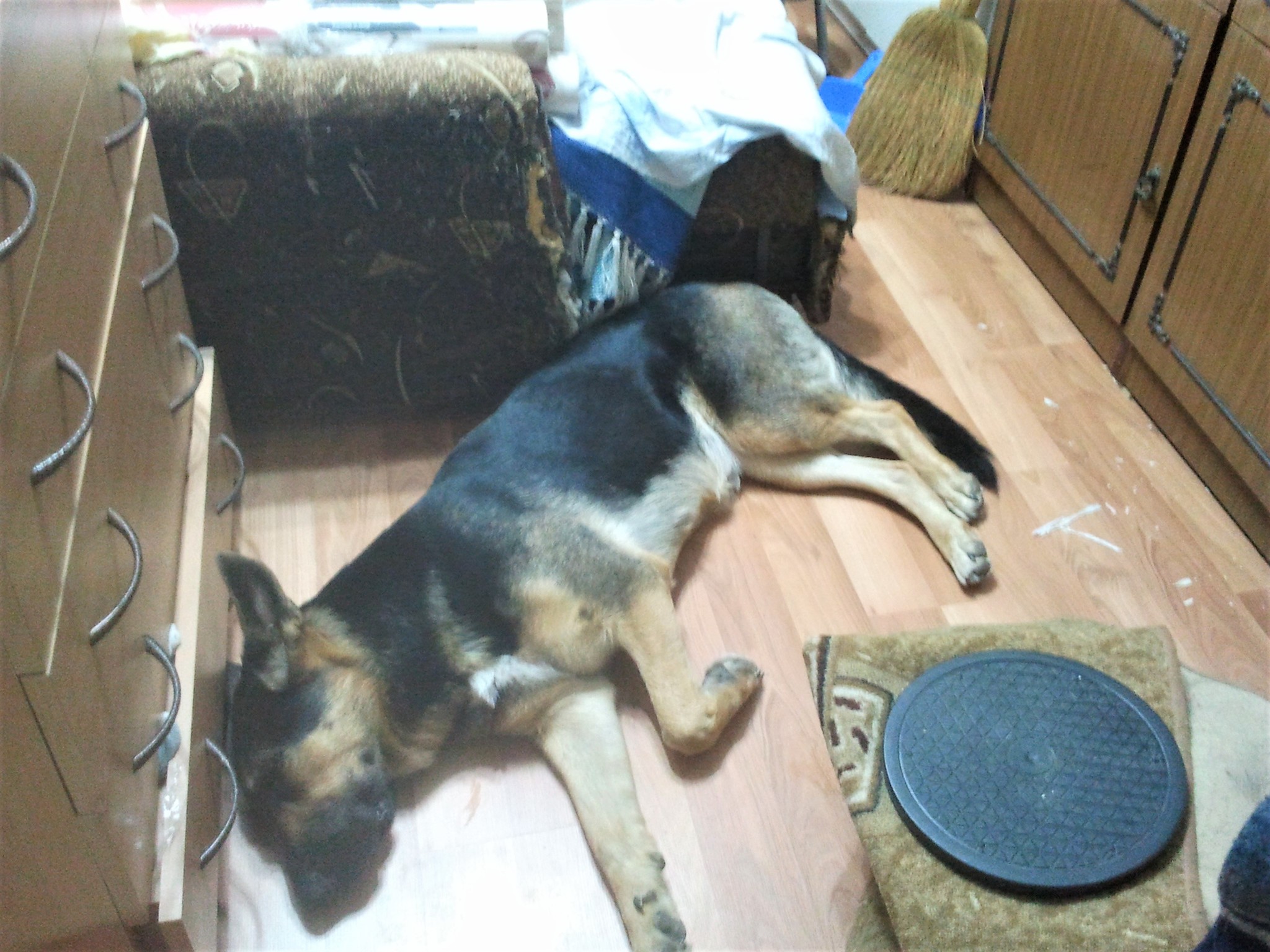 Fight for territory. Dog and cat versus owners - My, Animals, Pets, cat, Dog, German Shepherd, Yandex Zen, Longpost