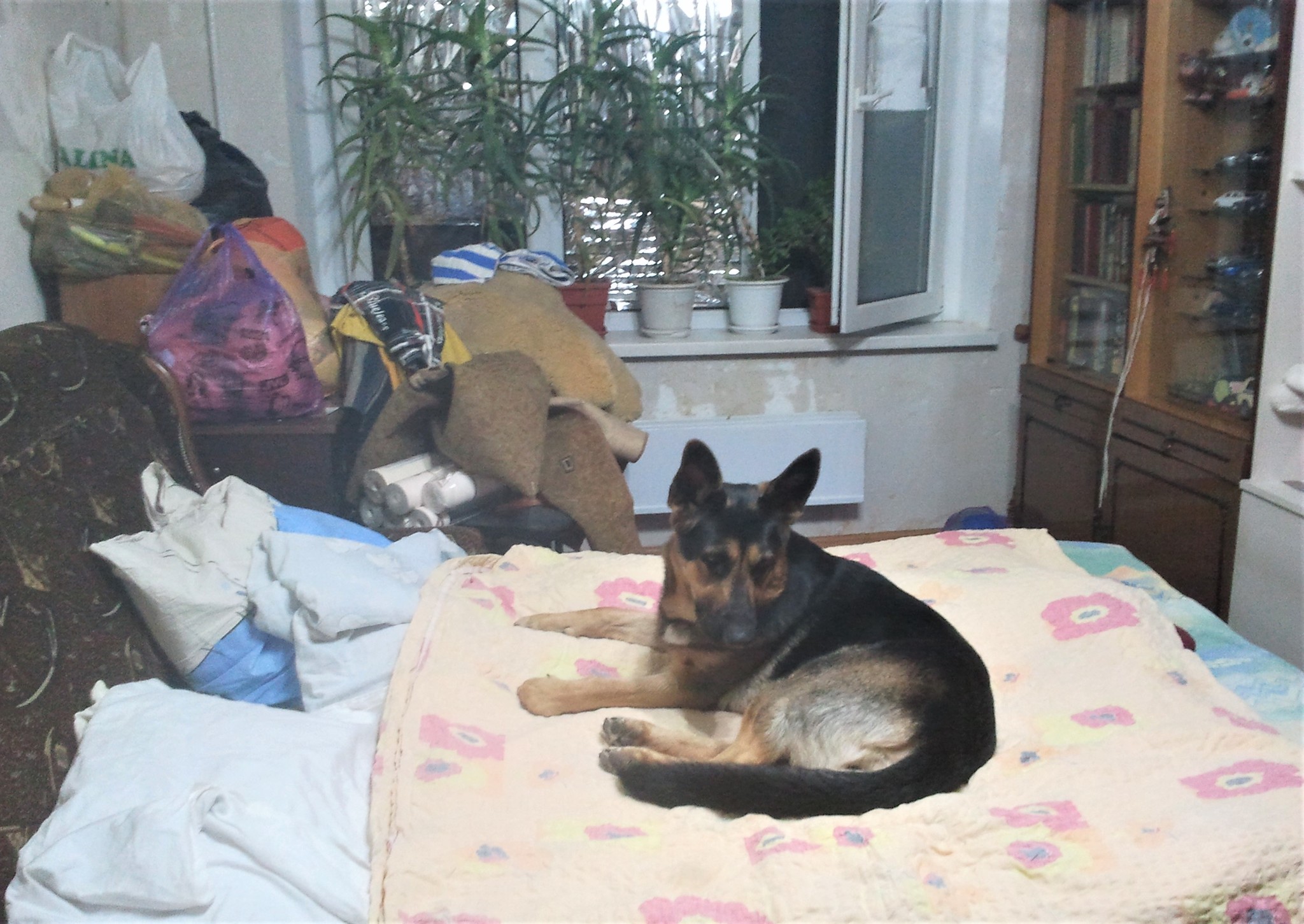 Fight for territory. Dog and cat versus owners - My, Animals, Pets, cat, Dog, German Shepherd, Yandex Zen, Longpost