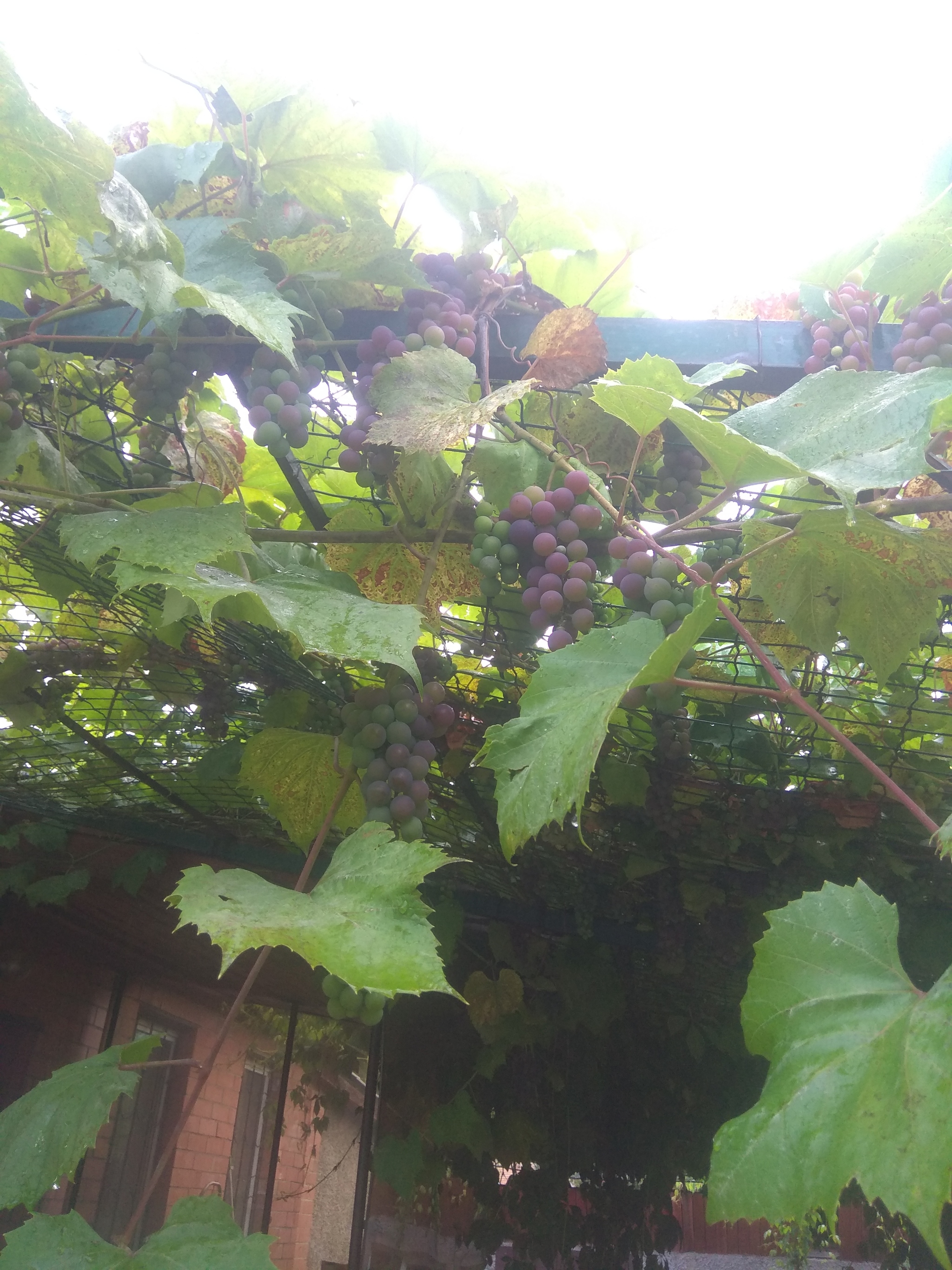 There will be vino soon)) - My, Winemaking, Grape, Thoughts, Longpost, Xiaomi Redmi Note 4X