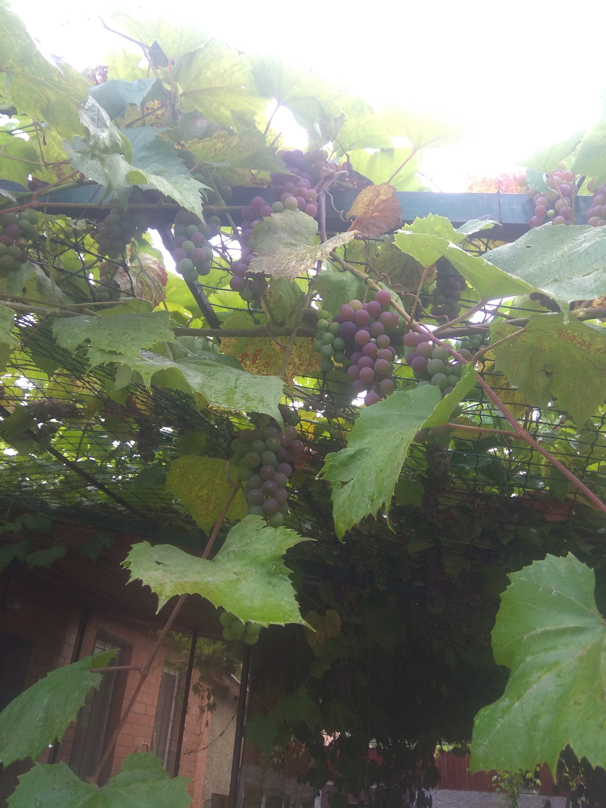 There will be vino soon)) - My, Winemaking, Grape, Thoughts, Longpost, Xiaomi Redmi Note 4X