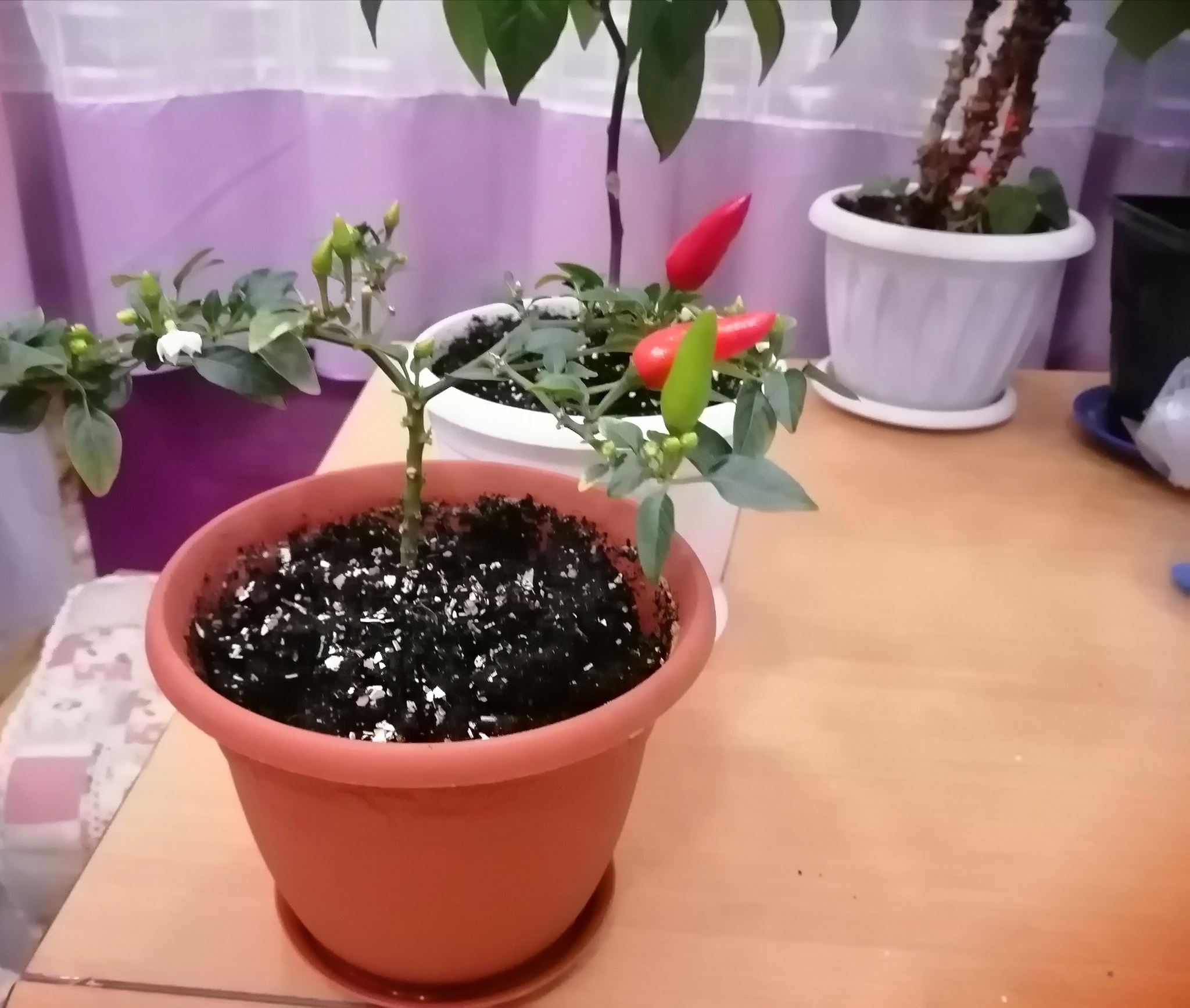 Pepper is alive! - My, Hot peppers, Growing