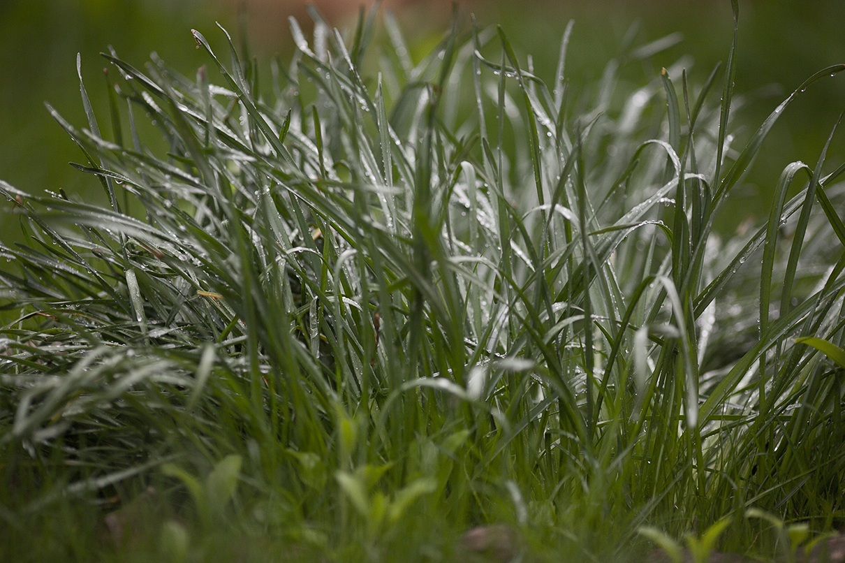 Photo of our yard - My, The photo, Photographer, Photography lessons, Beautification, Urbanism, Housing and communal services, Straight arms, Longpost