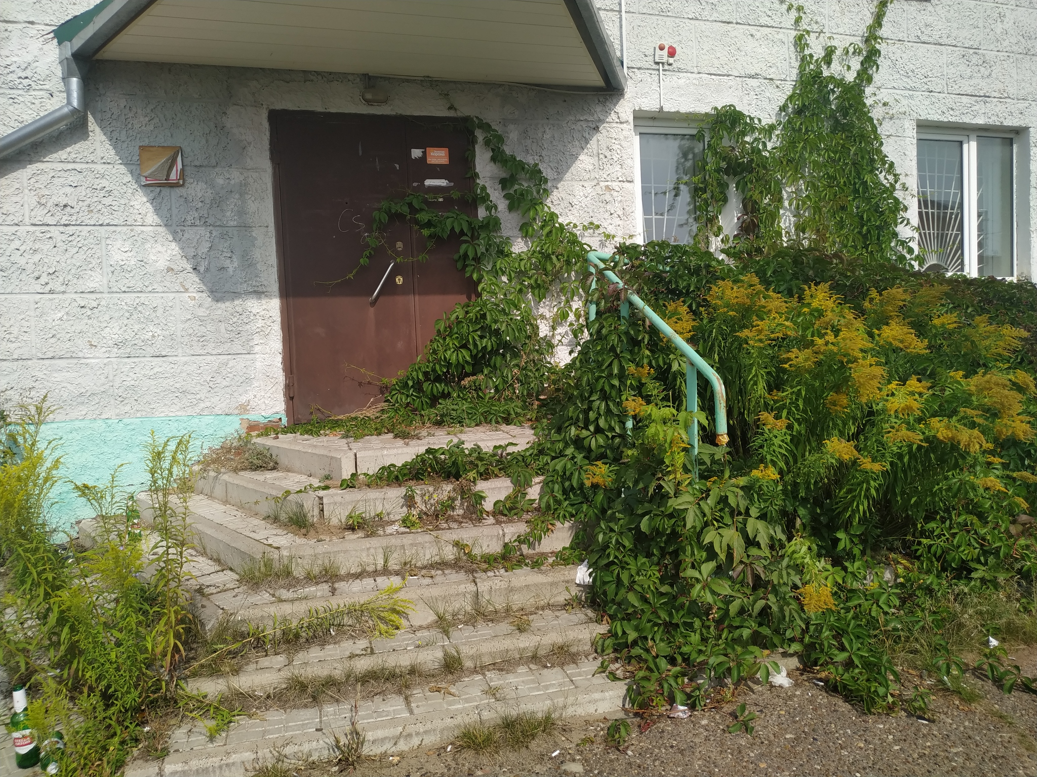 Wild grapes guard the entrance to an abandoned bank - My, Plants, Abandoned