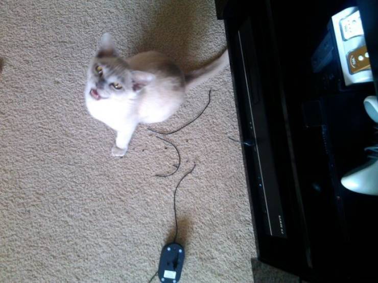 Kote defeated the mouse))) - cat, PC mouse, Victory, The wire, The photo