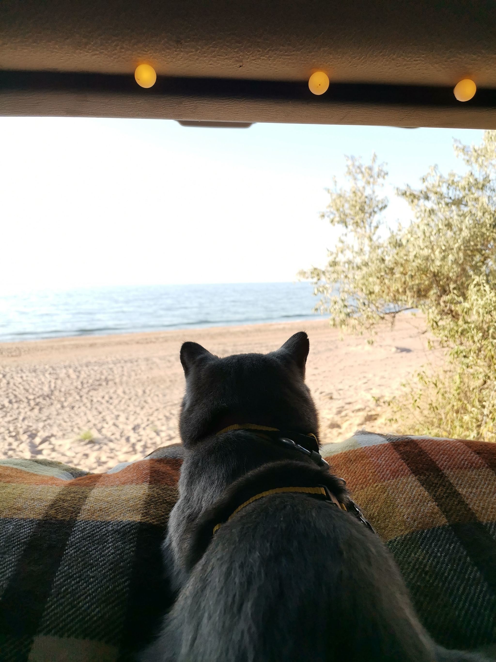 Cat with Peekaboo: vacation at sea - My, Crimea, cat, Travel across Russia, Longpost