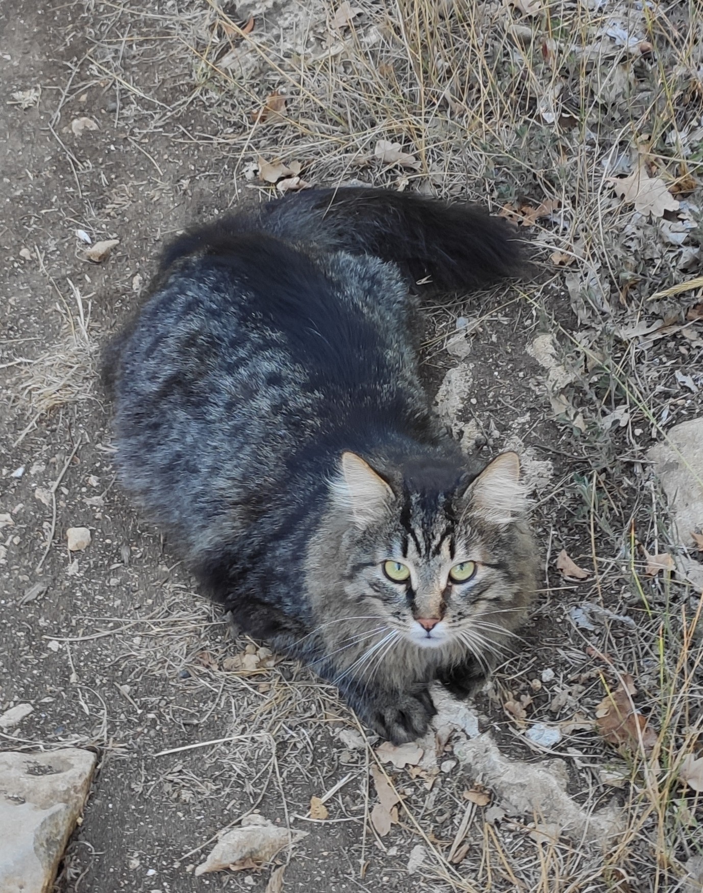 Meeting in the forest - My, cat, Forest, Longpost