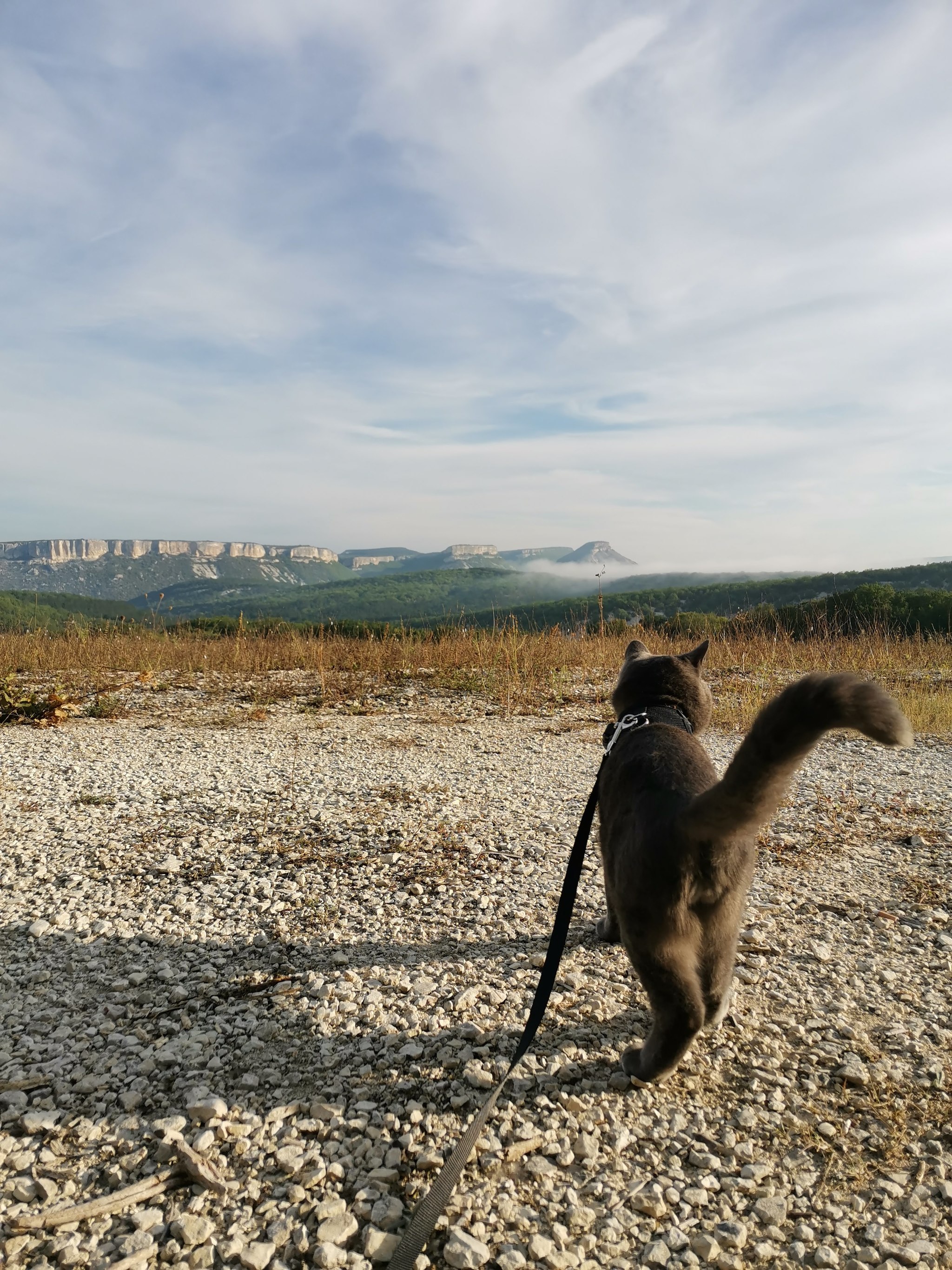 Cat with Peekaboo: vacation at sea - My, Crimea, cat, Travel across Russia, Longpost