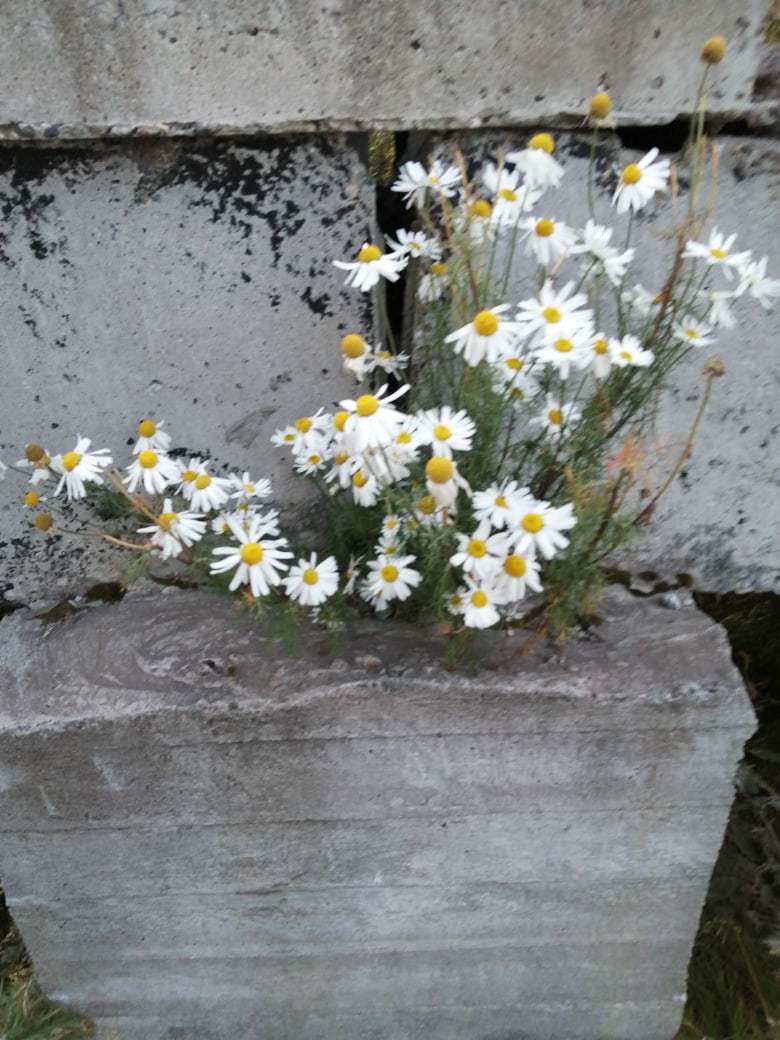 Harsh Vorkuta chamomile - My, Botany, A life, Chamomile, North