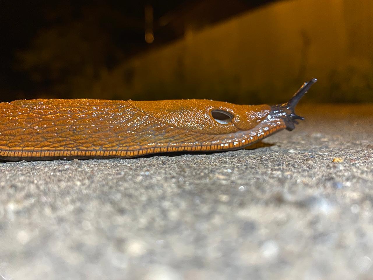 What kind of Pokemon is this? - Slug, Who is this?