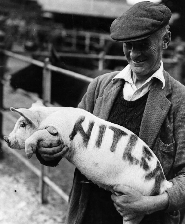 A pig named “Hitler” and other funny pictures - Historical photo, Longpost, Story