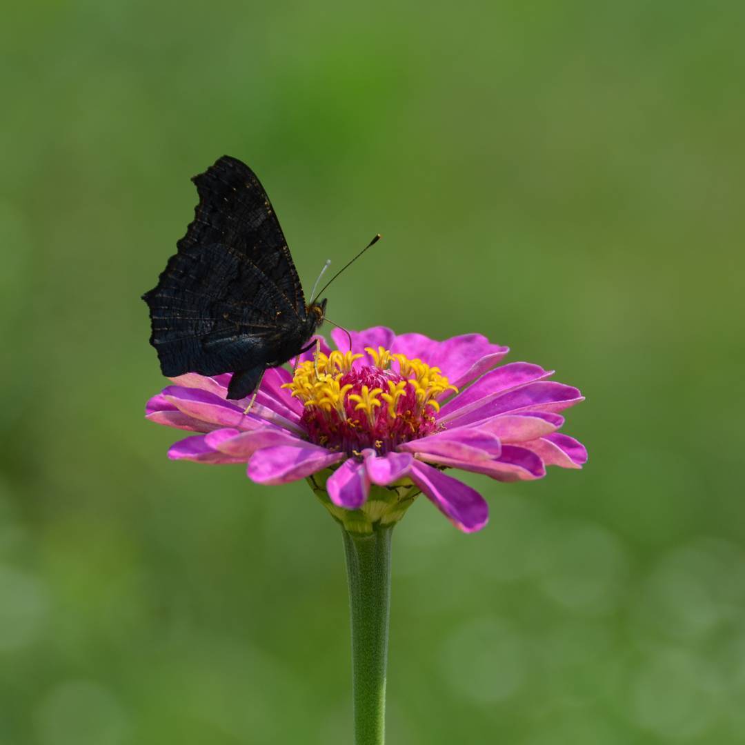 A little bit of nature.Xiaomi Redmi Note 8T - My, Mobile photography, Nature, Longpost, beauty of nature