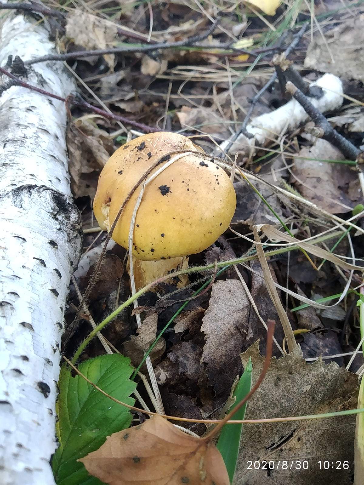 Gribulki)) - My, Mushrooms, Siberia, Longpost