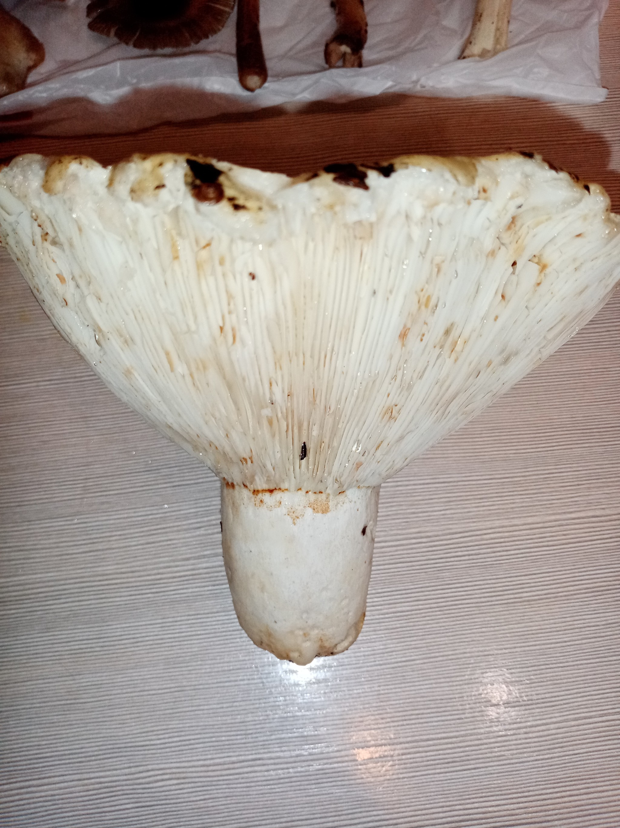 Help is needed - My, No rating, Mushrooms, Help, Longpost