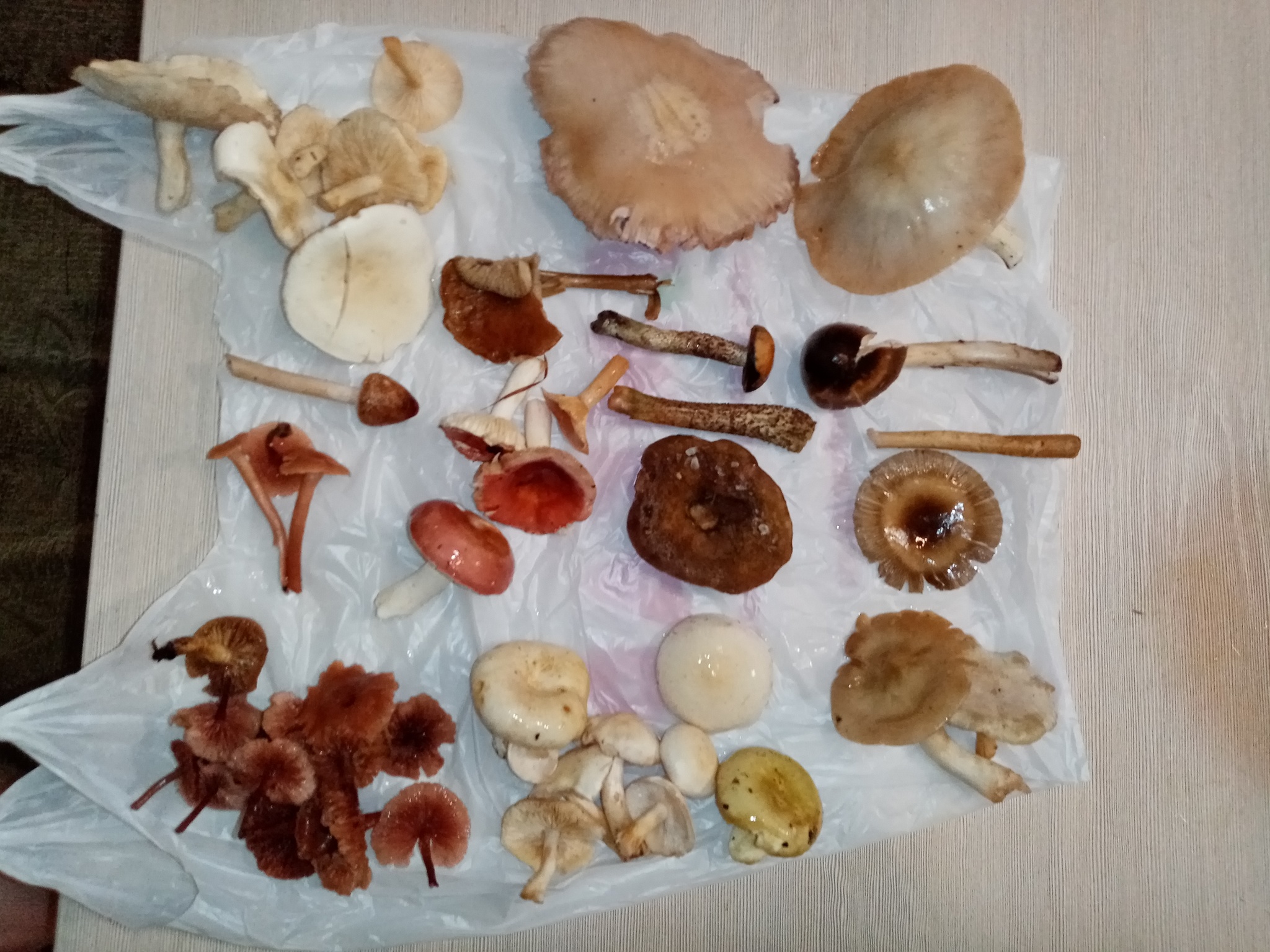 Help is needed - My, No rating, Mushrooms, Help, Longpost