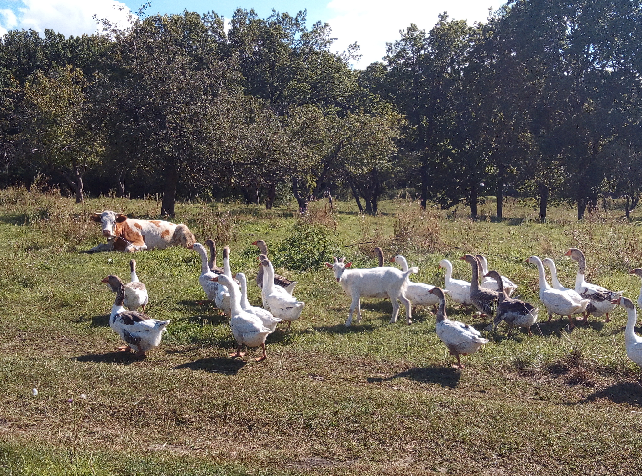 Geese and goat - My, Goat, Гусь, Village, Longpost