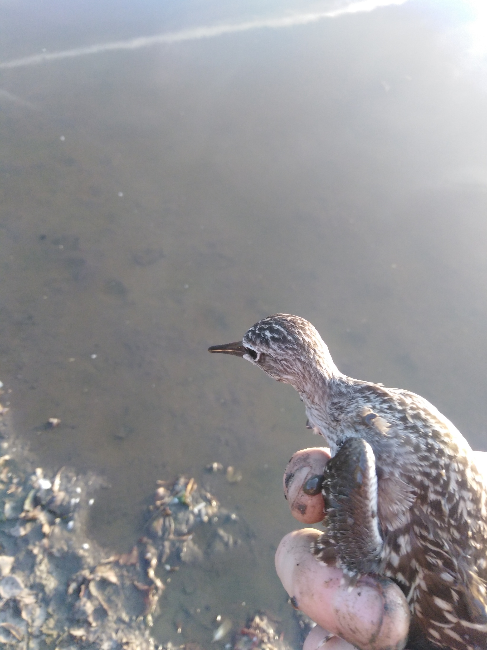 What kind of bird is this? - Birds, Zoology, Longpost