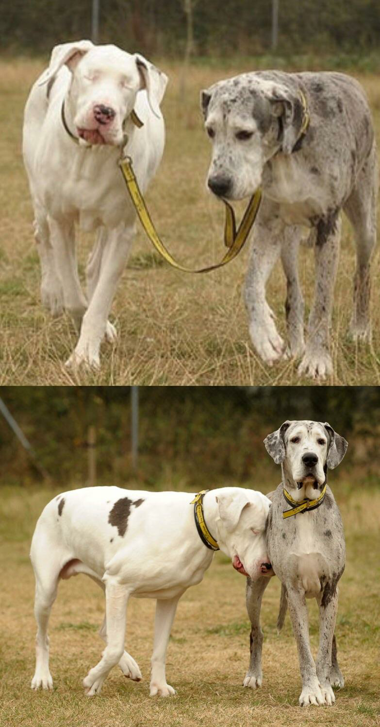 A blind dog has his own guide dog... - Dog, Guide Dog, Milota