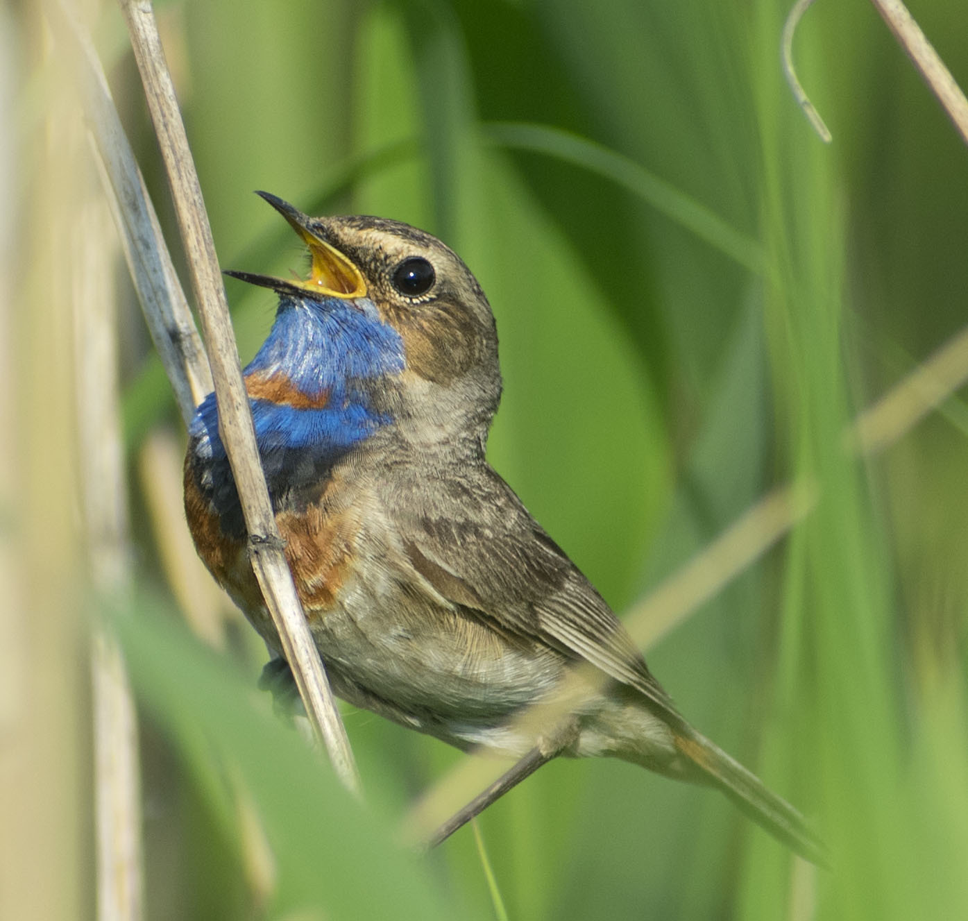 How I spent this summer - My, Ornithology, Birds, how i spent it, Summer, Nature, Moscow region, Schelkovo, Longpost