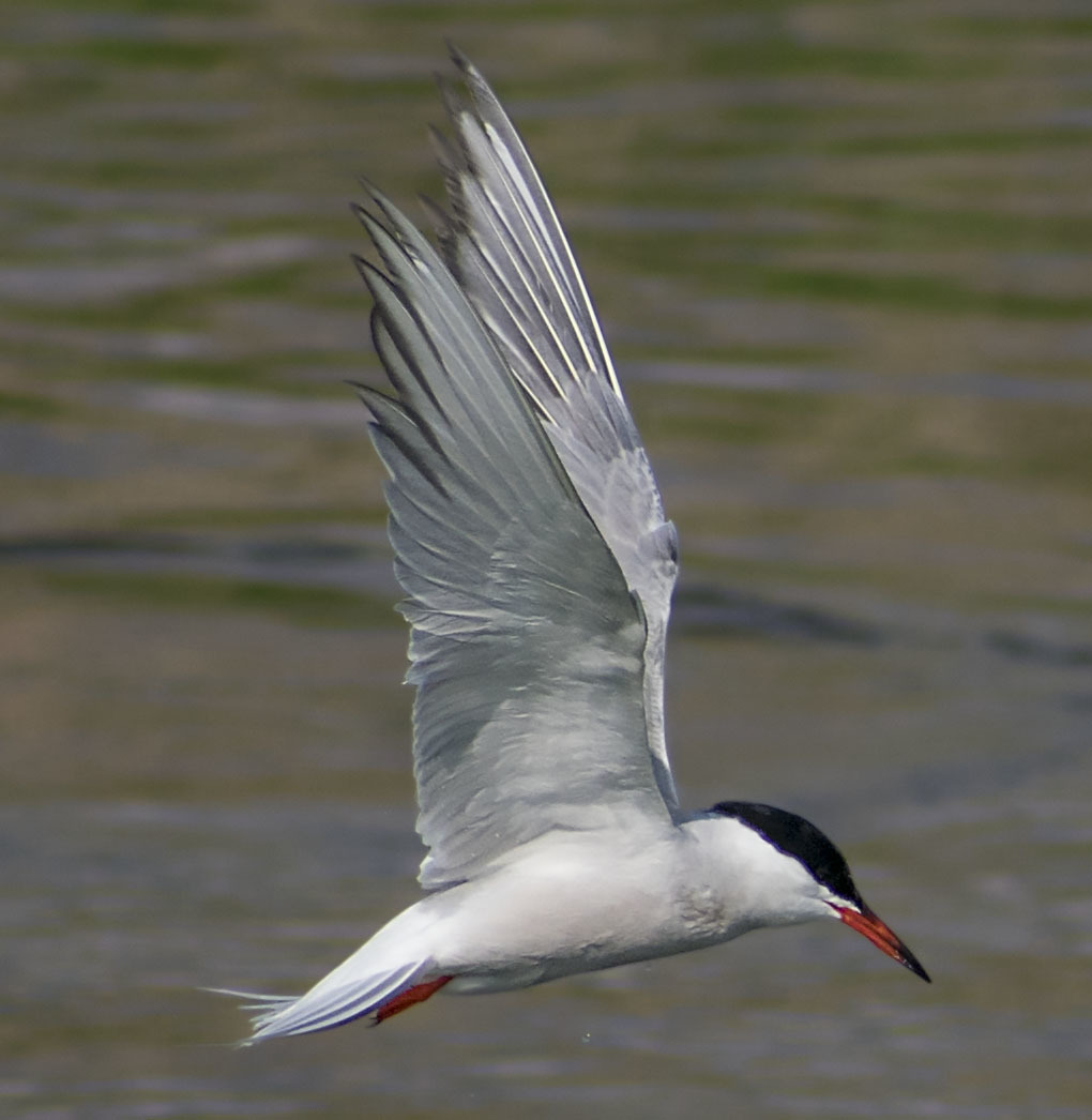 How I spent this summer - My, Ornithology, Birds, how i spent it, Summer, Nature, Moscow region, Schelkovo, Longpost