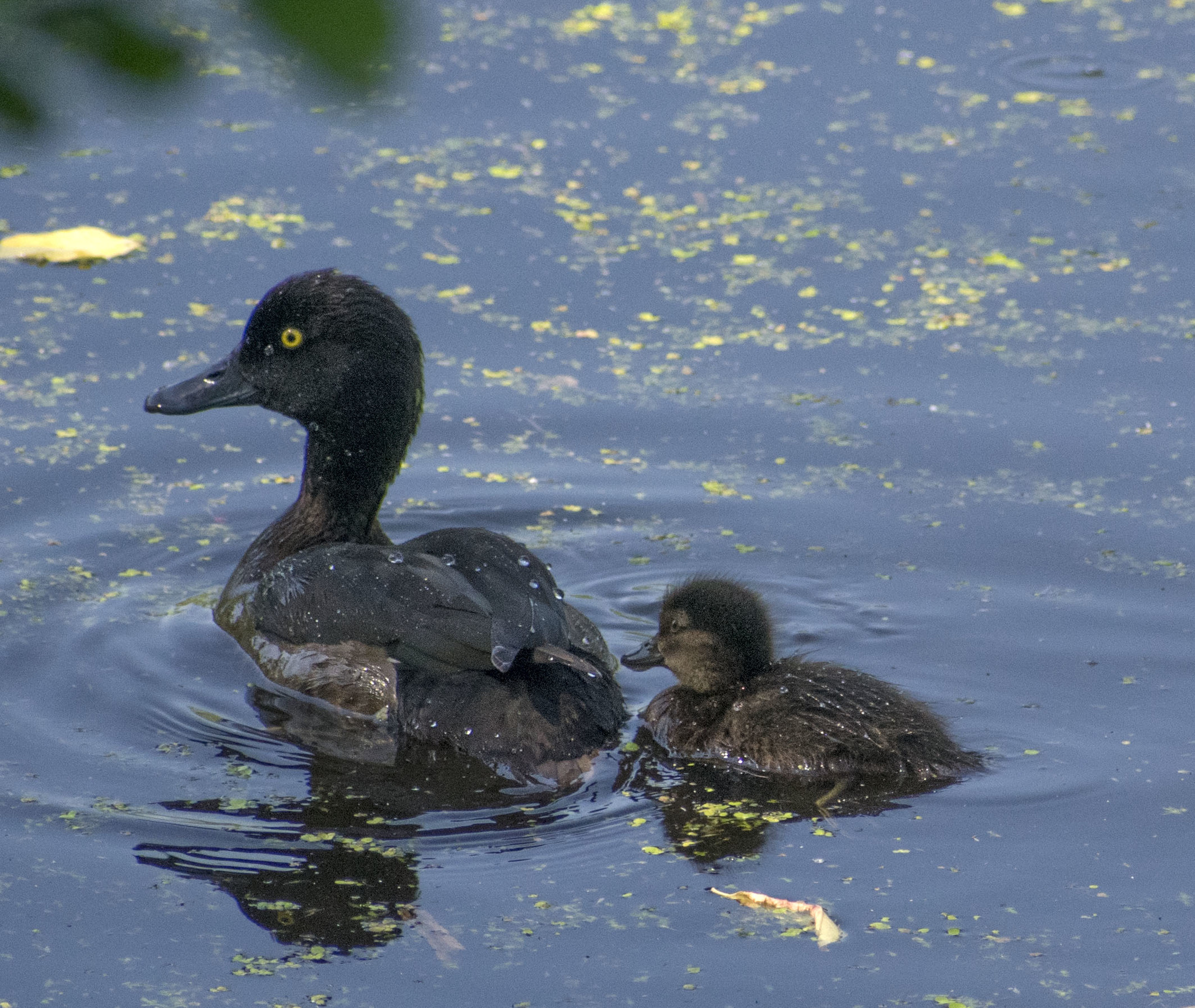 How I spent this summer - My, Ornithology, Birds, how i spent it, Summer, Nature, Moscow region, Schelkovo, Longpost