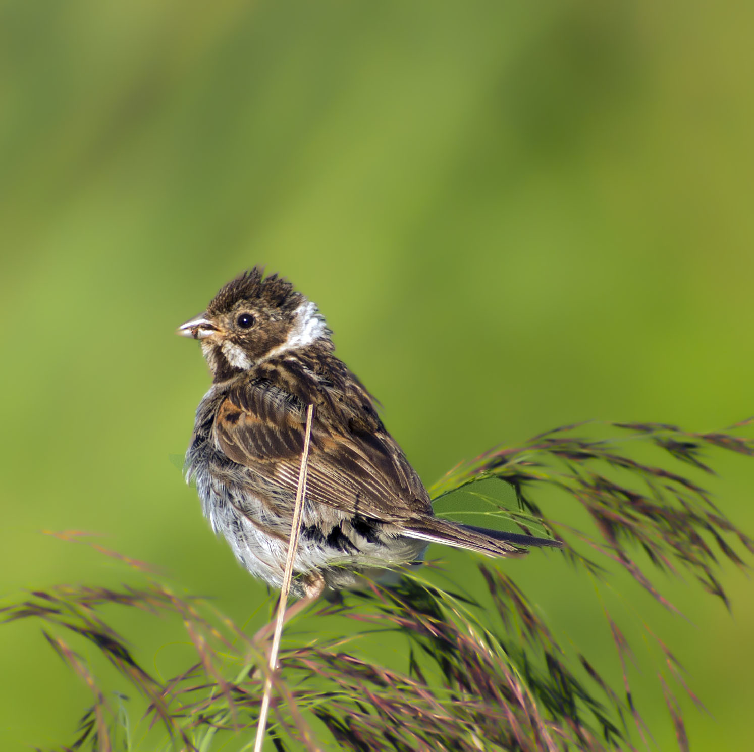 How I spent this summer - My, Ornithology, Birds, how i spent it, Summer, Nature, Moscow region, Schelkovo, Longpost