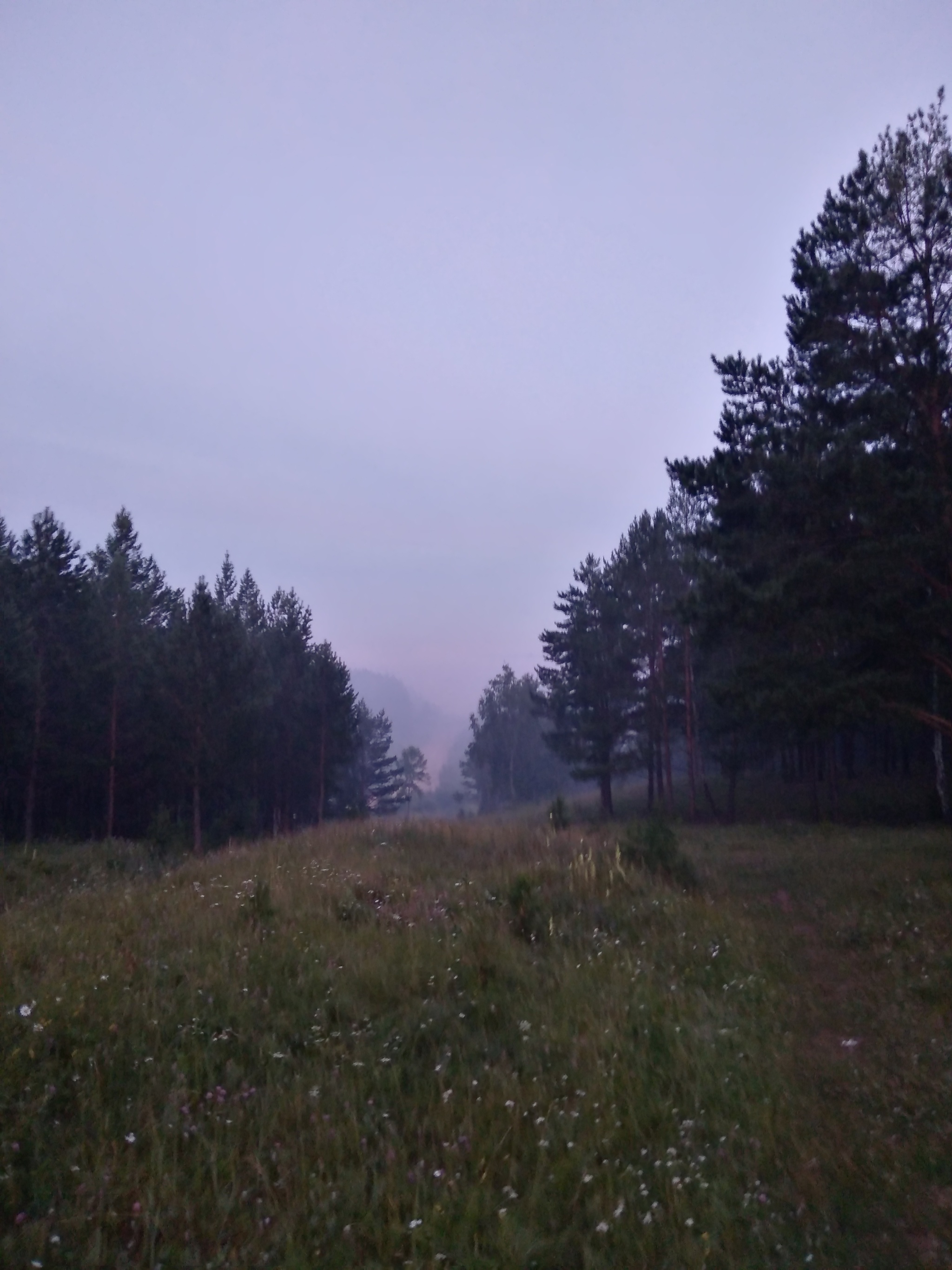 Утро. Лес | Пикабу