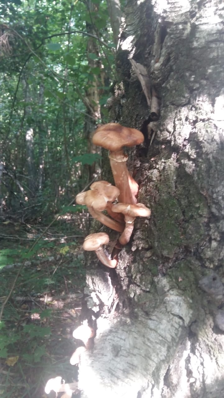 Let's go honey mushrooms - My, Mushrooms, Autumn, September 1, Heat, Photo on sneaker, Forest, Longpost