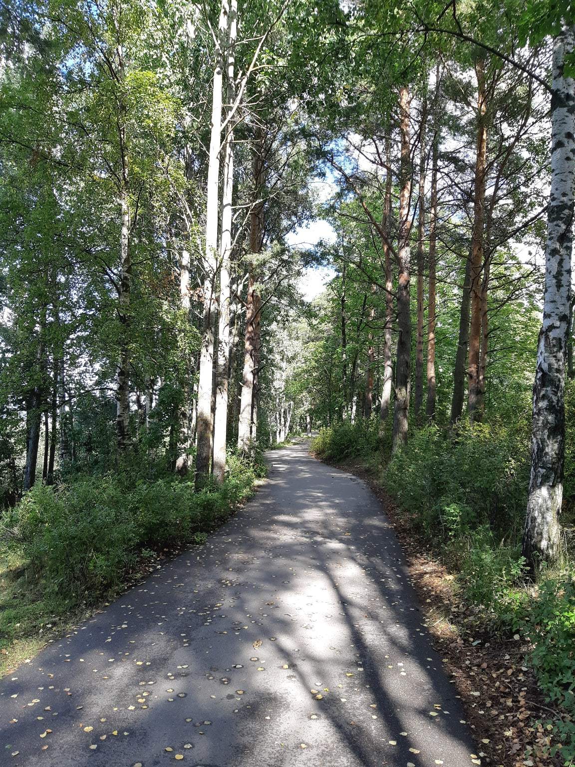 A walk near Lake Sestroretsky Razliv. Saint Petersburg - My, Sestroretsky spill, Lake, Sestroretsk, Saint Petersburg, The photo, Walk, Walk in the woods, Longpost