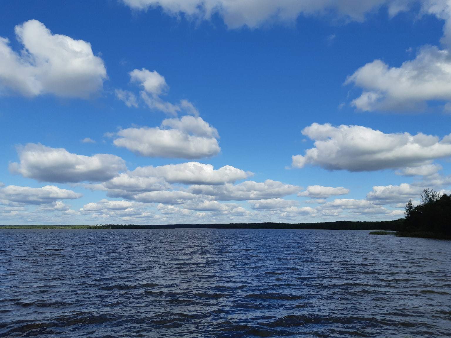 A walk near Lake Sestroretsky Razliv. Saint Petersburg - My, Sestroretsky spill, Lake, Sestroretsk, Saint Petersburg, The photo, Walk, Walk in the woods, Longpost