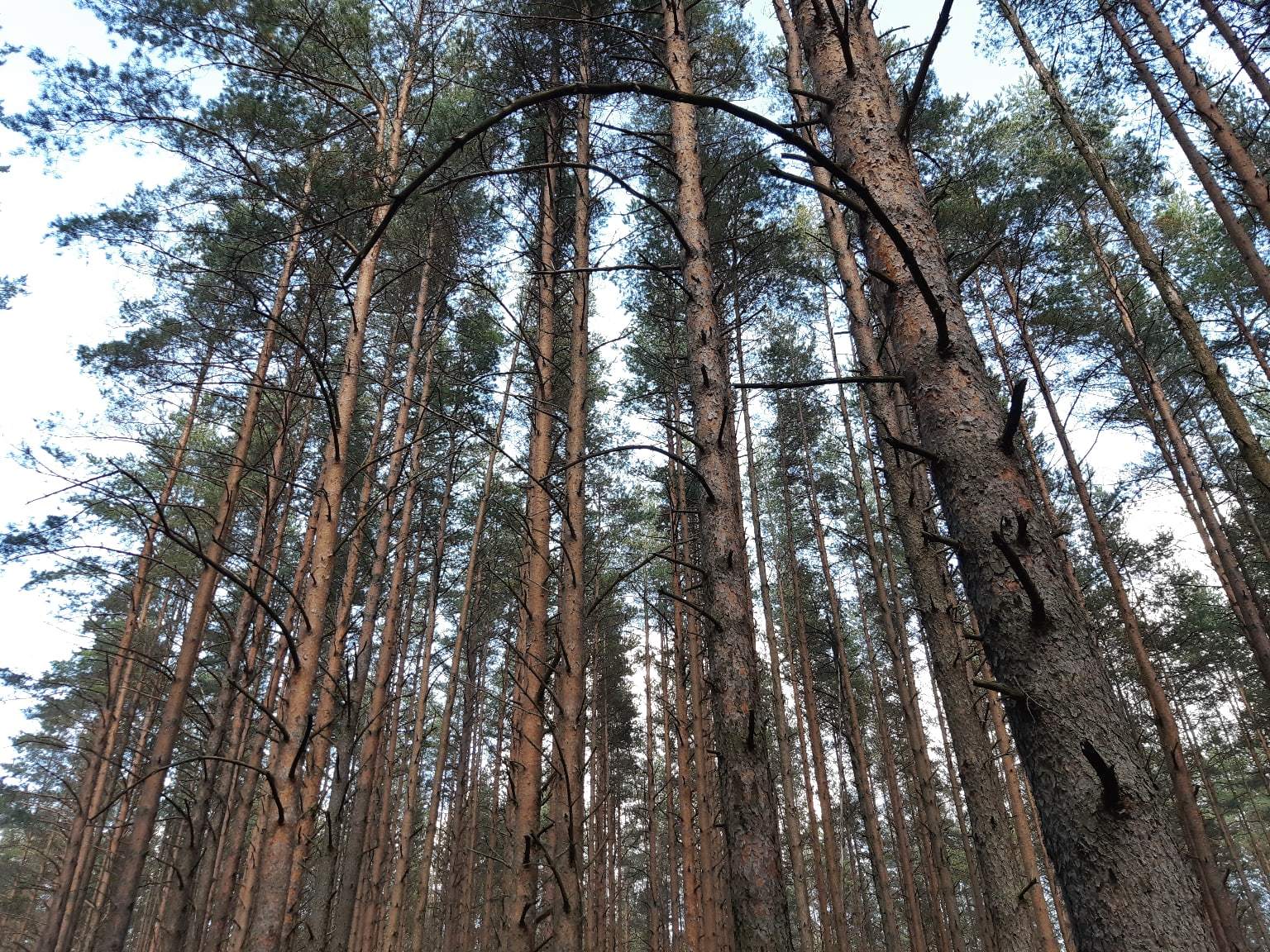 Walk from Lake Sestroretsky Razliv to the Dibuny railway station. Saint Petersburg - My, Sestroretsk, Kurortny district, Saint Petersburg, Nature, Walk in the woods, The photo, Longpost, Yandex Zen, The nature of Russia