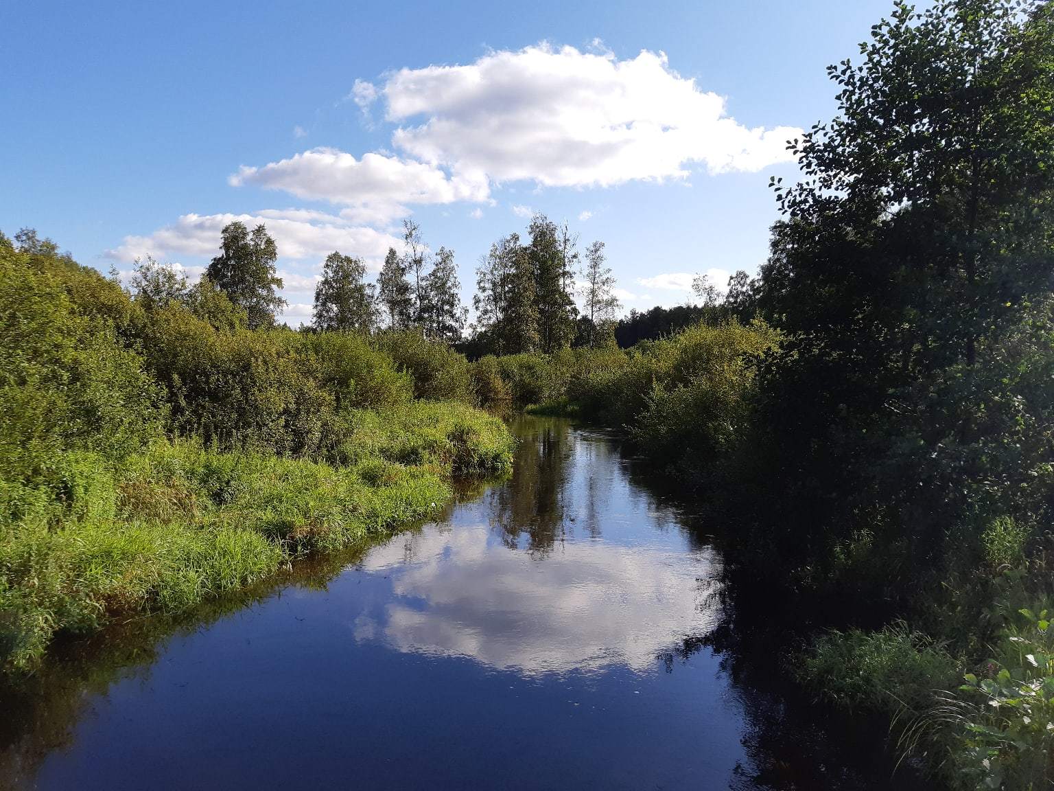 Walk from Lake Sestroretsky Razliv to the Dibuny railway station. Saint Petersburg - My, Sestroretsk, Kurortny district, Saint Petersburg, Nature, Walk in the woods, The photo, Longpost, Yandex Zen, The nature of Russia