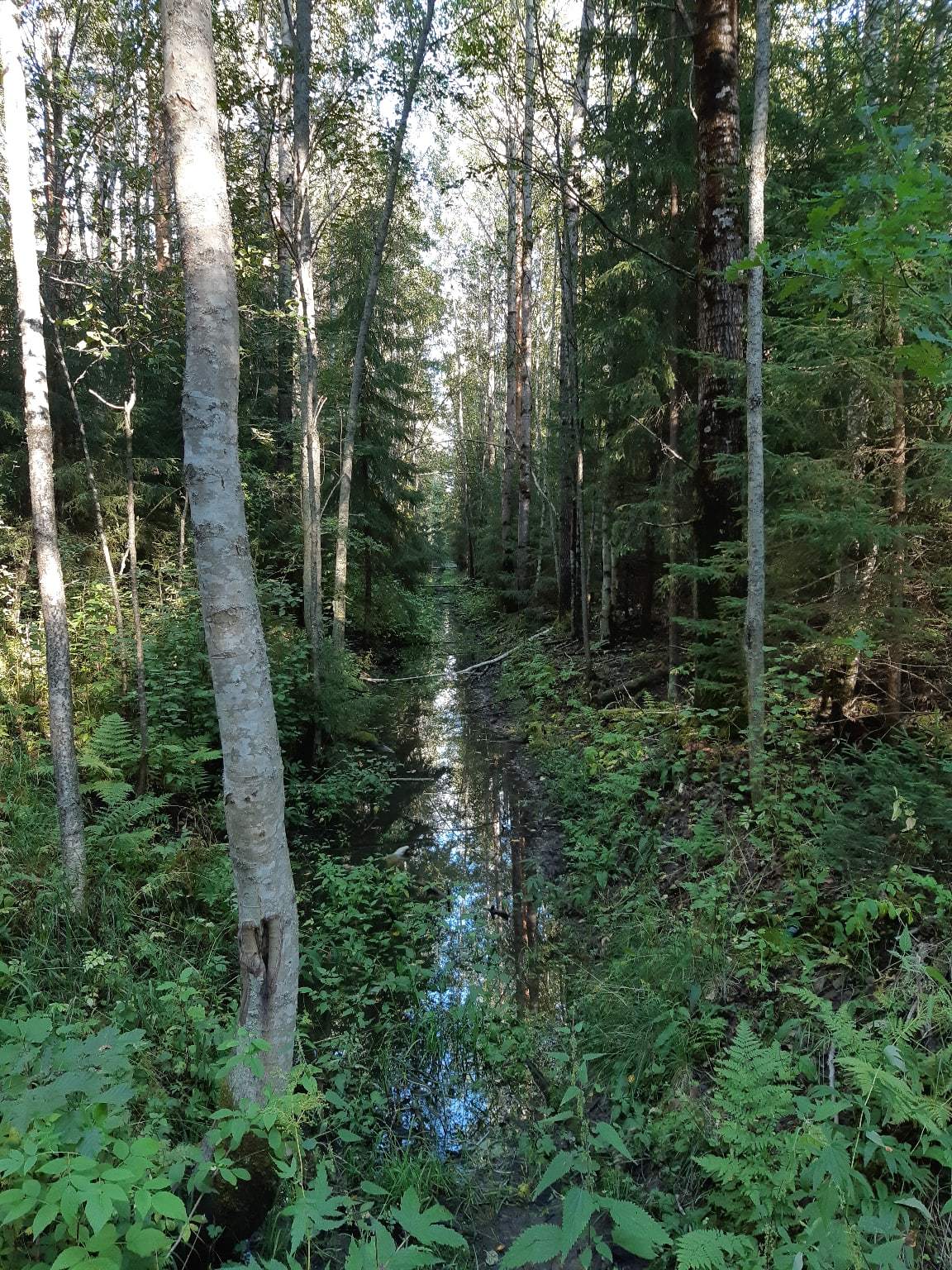 Walk from Lake Sestroretsky Razliv to the Dibuny railway station. Saint Petersburg - My, Sestroretsk, Kurortny district, Saint Petersburg, Nature, Walk in the woods, The photo, Longpost, Yandex Zen, The nature of Russia