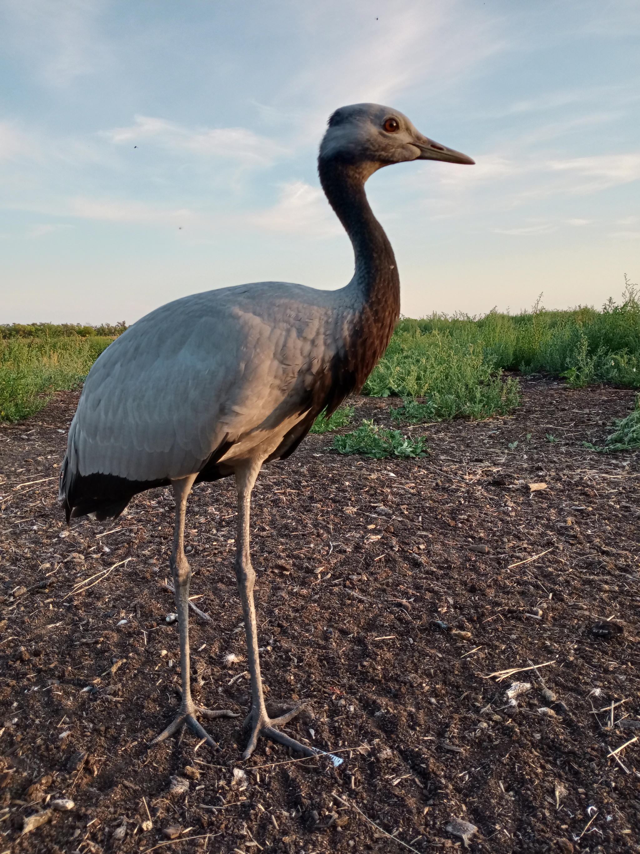 The crane needs winter clothes - My, Birds, Sewing, Help